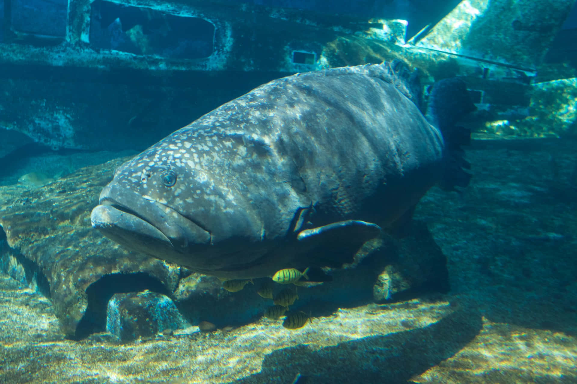 巨 grouper 水下悠遊 壁紙 — 一條巨大的斑點石斑魚在陽光照耀的沉船附近游動，下方有小條紋魚穿梭。