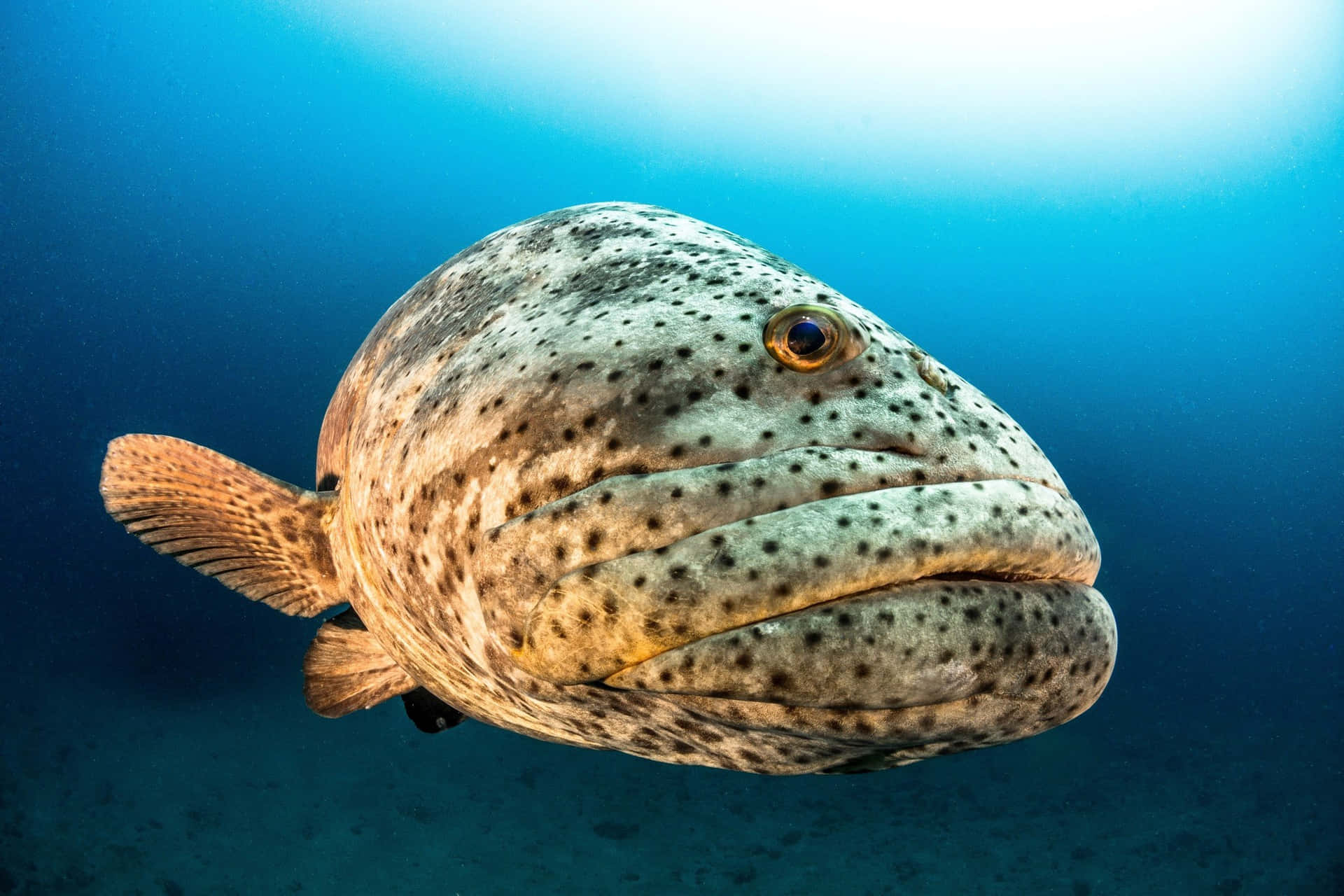 巨 grouper 水下特寫 壁紙 — 一條斑點石斑魚在清澈的藍色海水中游泳，陽光從上方照射下來，特寫鏡頭。