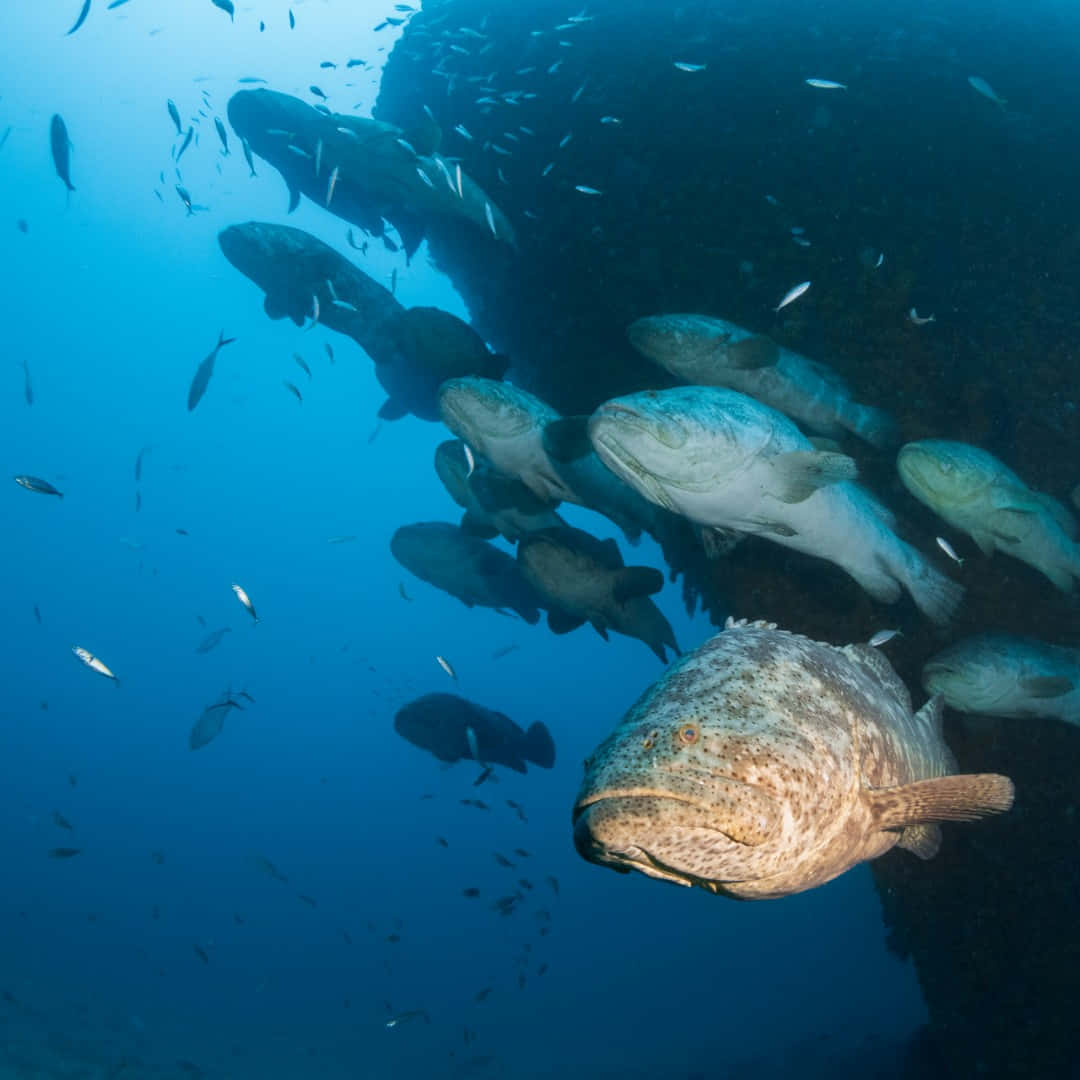 巨 grouper 群體水下 壁紙 — 一群大型斑點魚在清澈的藍色海水下靠近深色珊瑚礁游動。