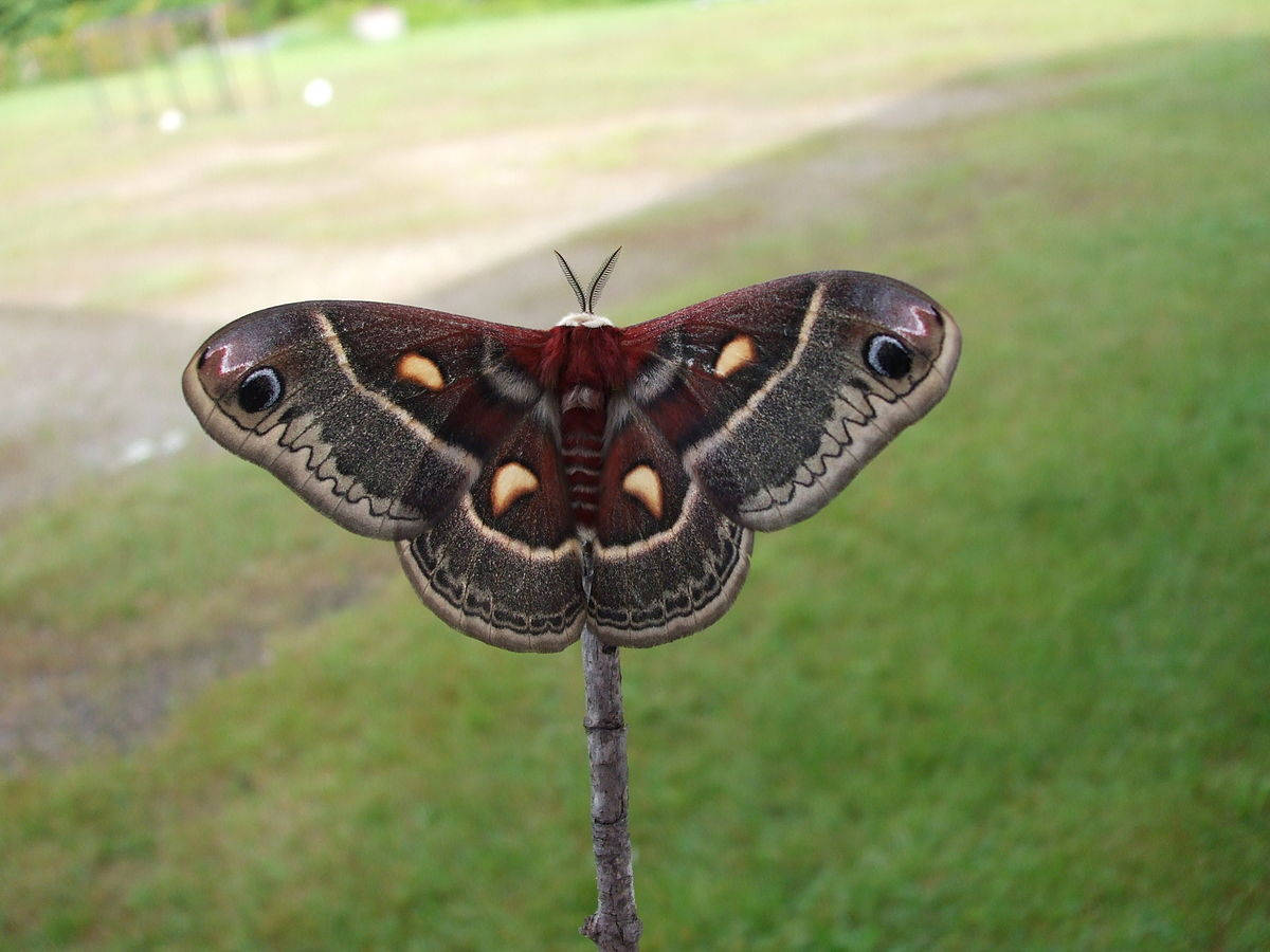 巨型 Cecropia 蠶蛾，美麗的紅褐色翅膀 壁紙 — 一隻大型華麗的飛蛾，帶有眼斑，棲息在樹枝上，背景是柔和的綠色草地。