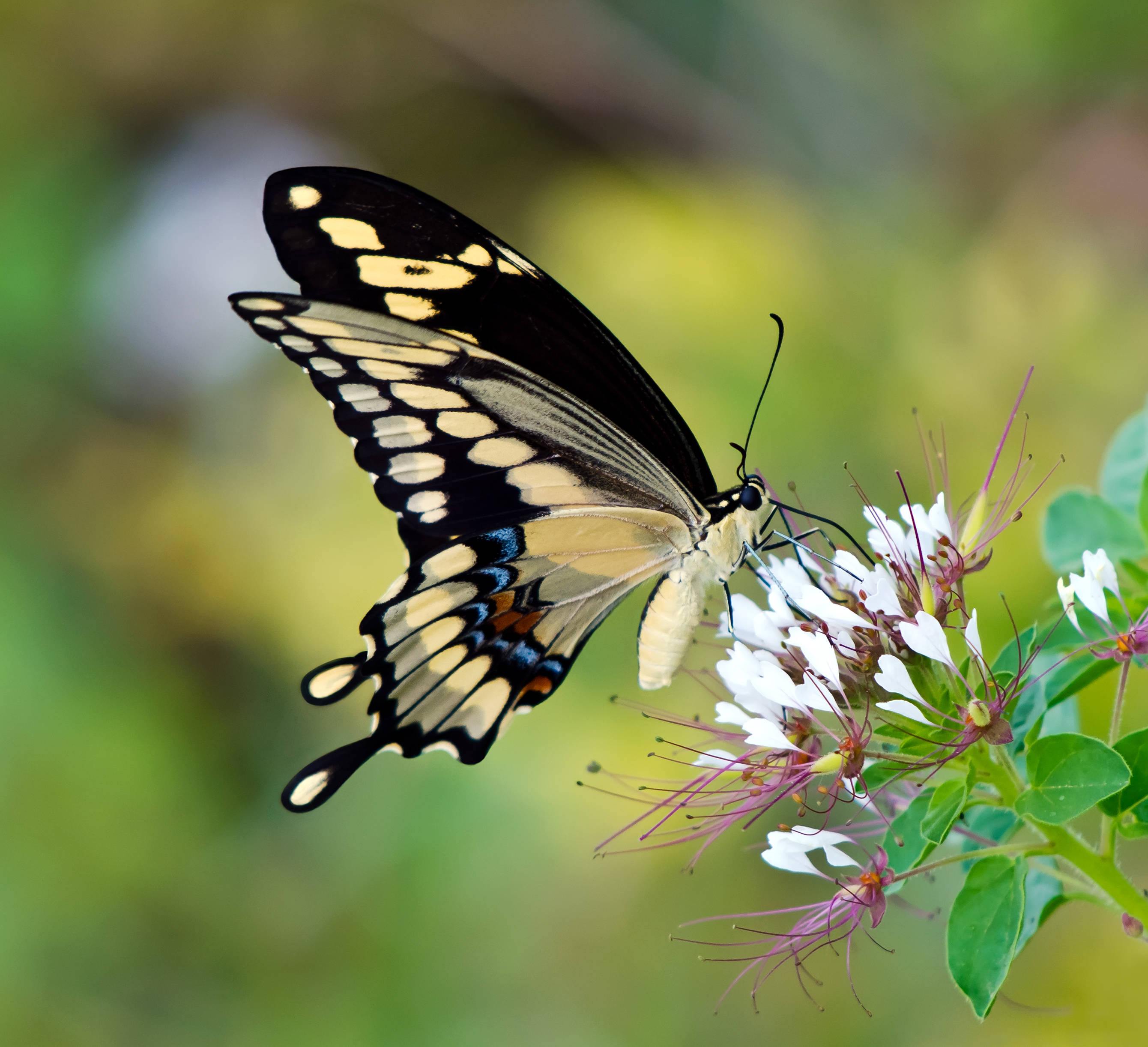 巨型 swallowtail 蝴蝶吸食花蜜 壁紙 — 一隻黑色、黃色和藍色的蝴蝶優雅地停在一簇帶有紫色雄蕊的白色花朵上，背景是柔和的綠色模糊效果。