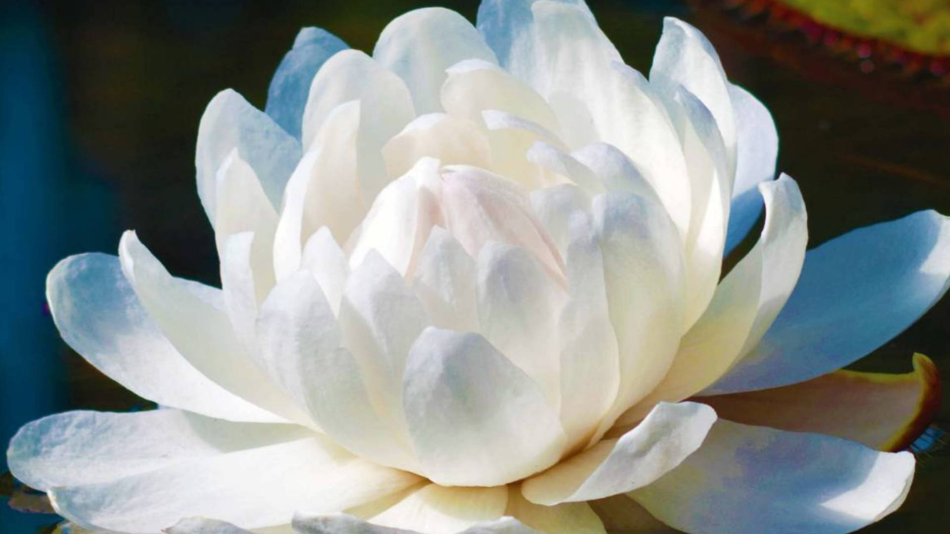一朵白睡蓮漂浮在池塘上，柔和陽光突顯其花瓣。