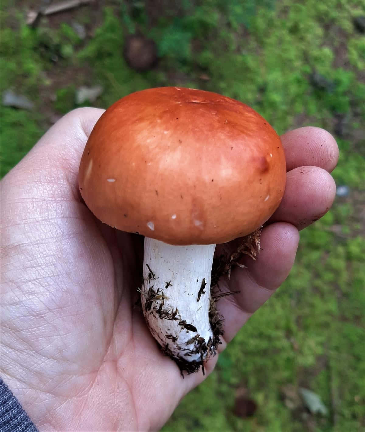 巨型菇類種類圖片 壁紙 — 一隻手拿著一個鮮豔的橙色蘑菇，帶有白色莖，背景是模糊的綠色森林地面。