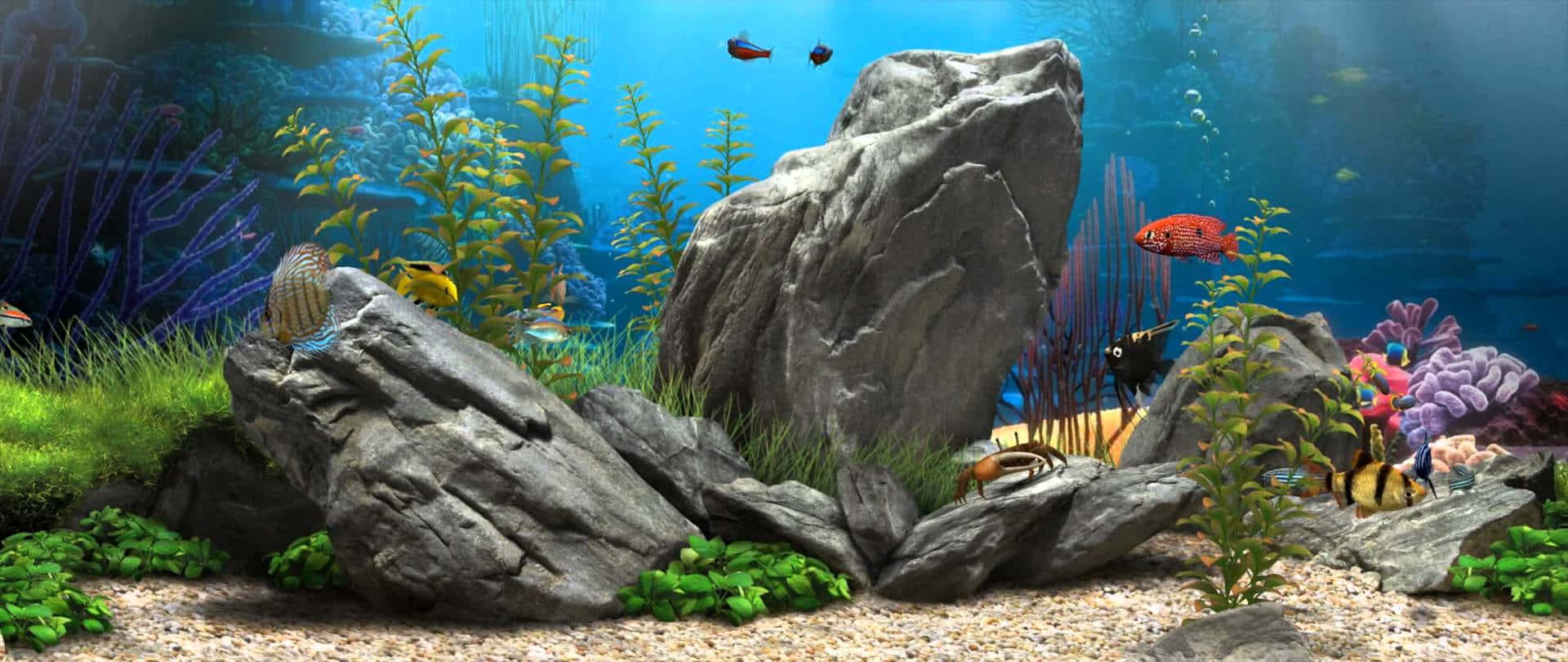 巨石魚缸背景 壁紙 — 色彩繽紛的熱帶魚在陽光照射的水族箱中，在茂密的綠色植物和大型灰色岩石之間游動，水是藍色的。