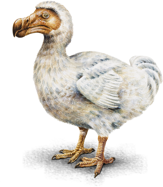 已滅絕的渡渡鳥插畫 壁紙 — 一隻渡渡鳥的詳細插圖，具有紋理羽毛和強壯的腿，背景為純黑色。