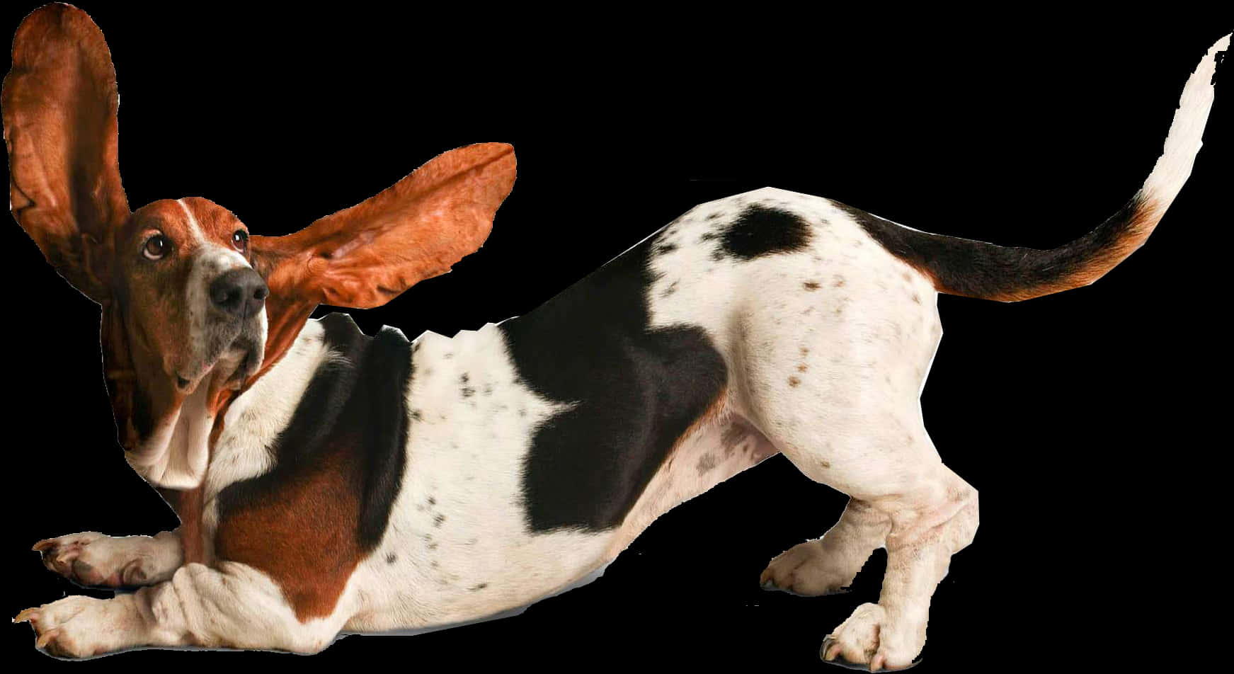 巴吉度獵犬垂耳 壁紙