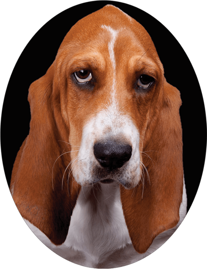 巴吉度獵犬肖像 壁紙 — 特寫肖像：一隻垂耳、眼神深邃的巴吉度獵犬，黑色背景。