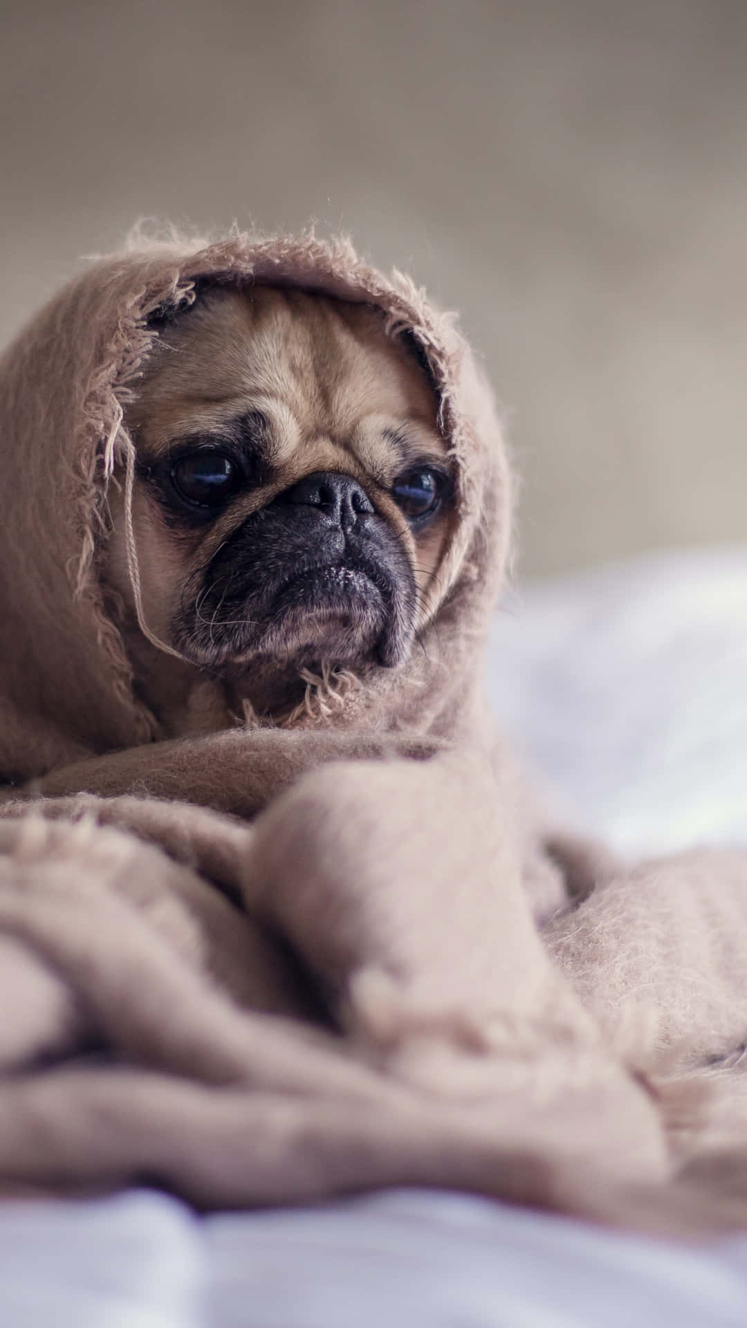 一隻巴哥犬包裹在棕色毯子裡看著鏡頭。