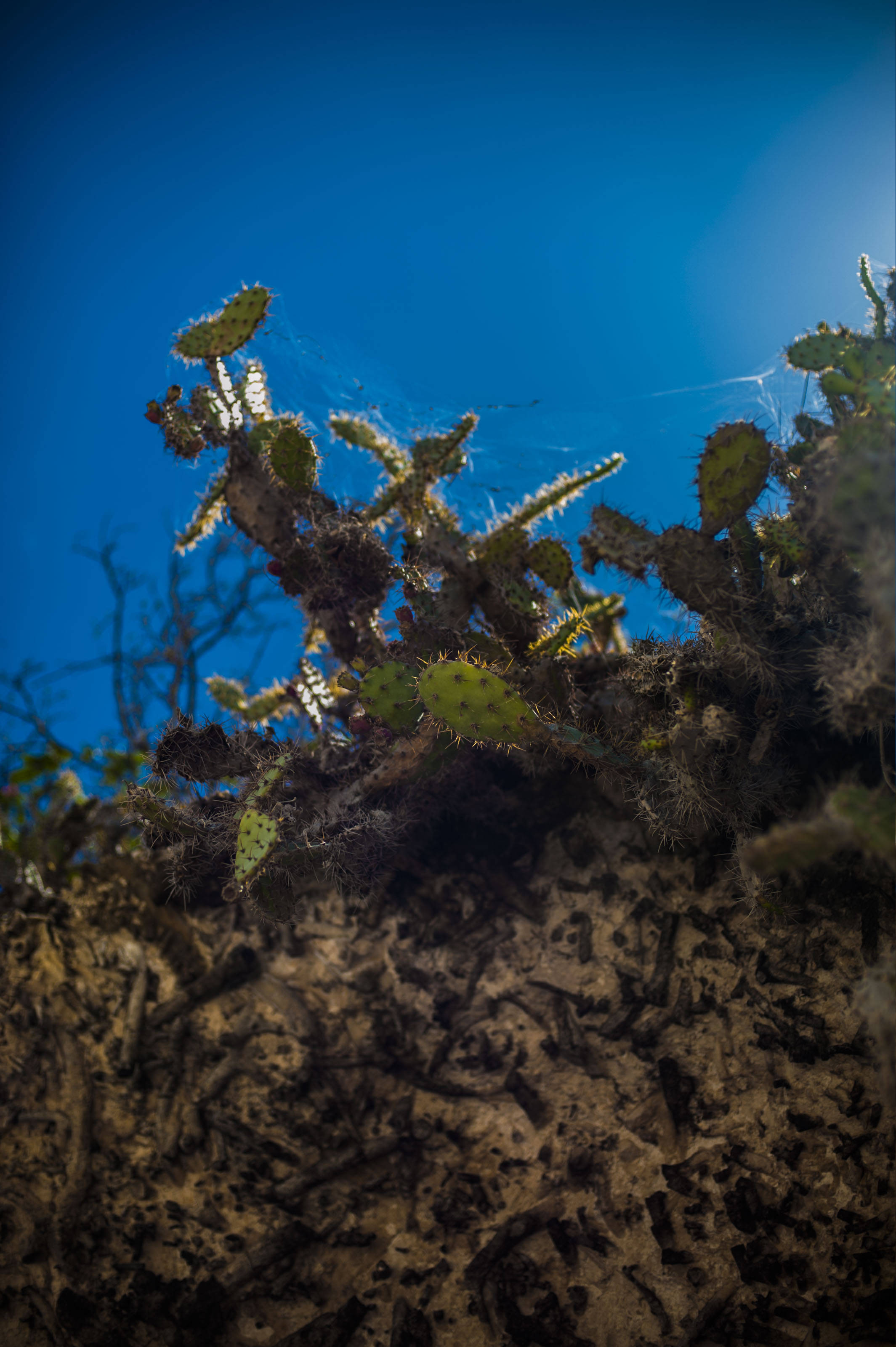 巴巴多斯水下風景 壁紙 — 低角度拍攝的仙人掌，以鮮豔的藍天為背景，細緻的蜘蛛網捕捉陽光。
