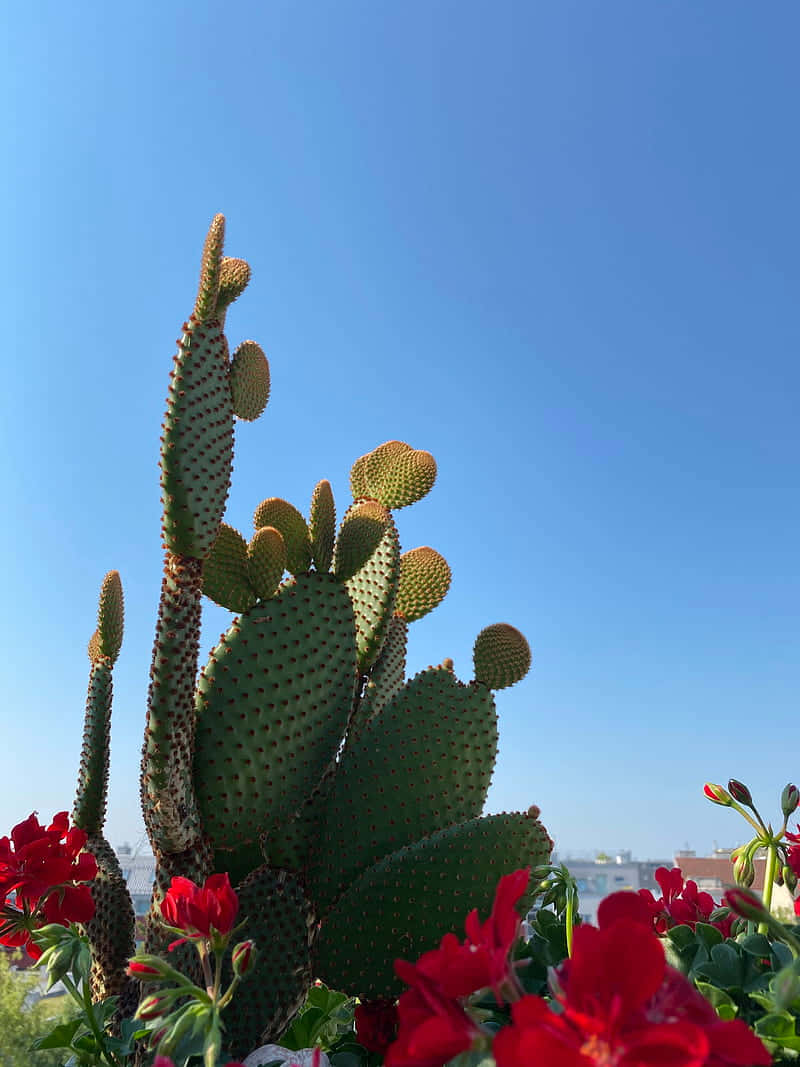 巴巴里無花果的紅色仙人掌花 壁紙 — 高大的綠色仙人掌果仙人掌開出紅色花朵，在清澈的藍天下綻放。
