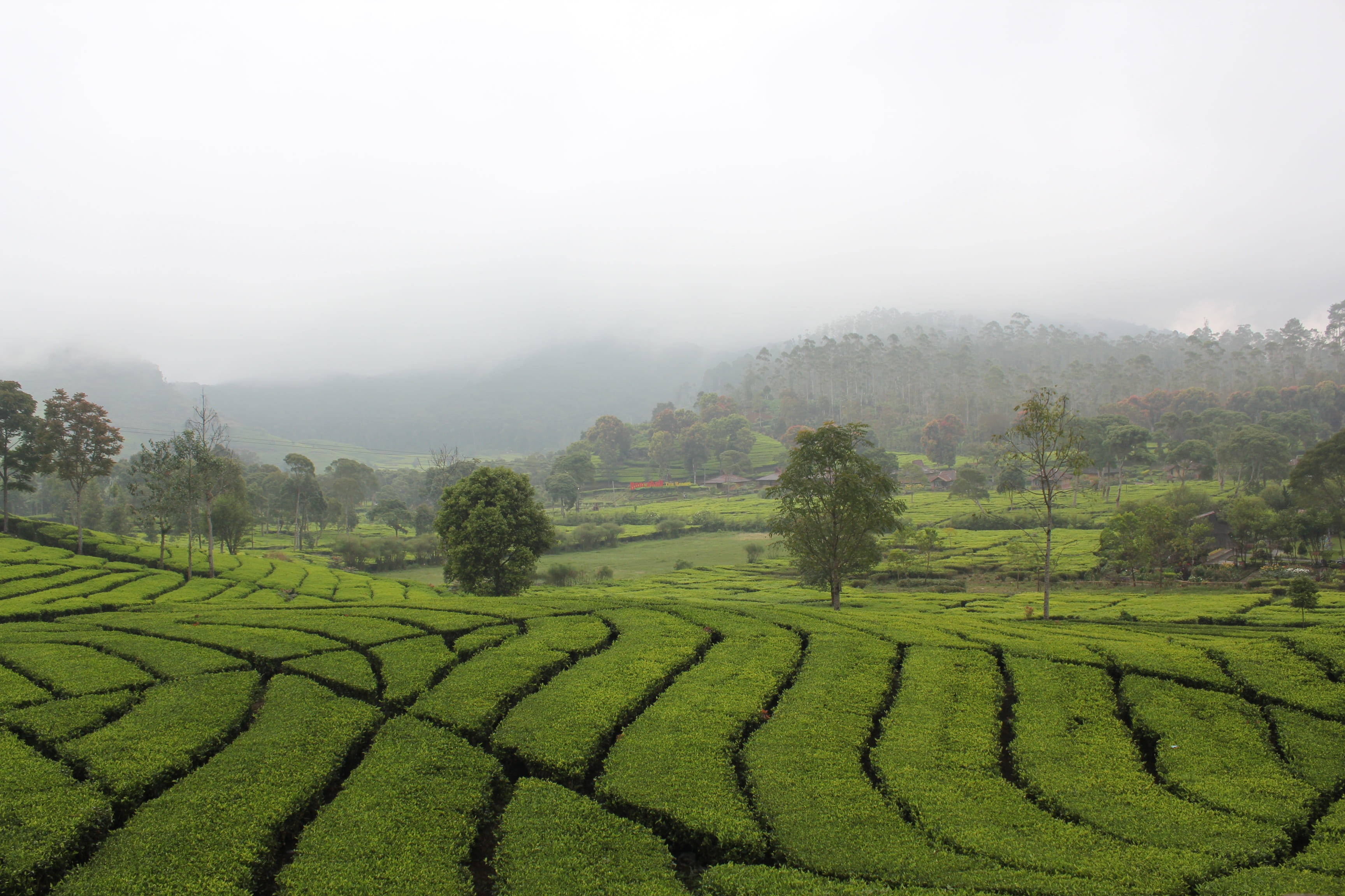 巴東蘭卡巴利茶園風景 壁紙 — 連綿的綠色茶園梯田在陰天和散落的樹木下，沿著霧氣繚繞的山丘層層疊疊而下。