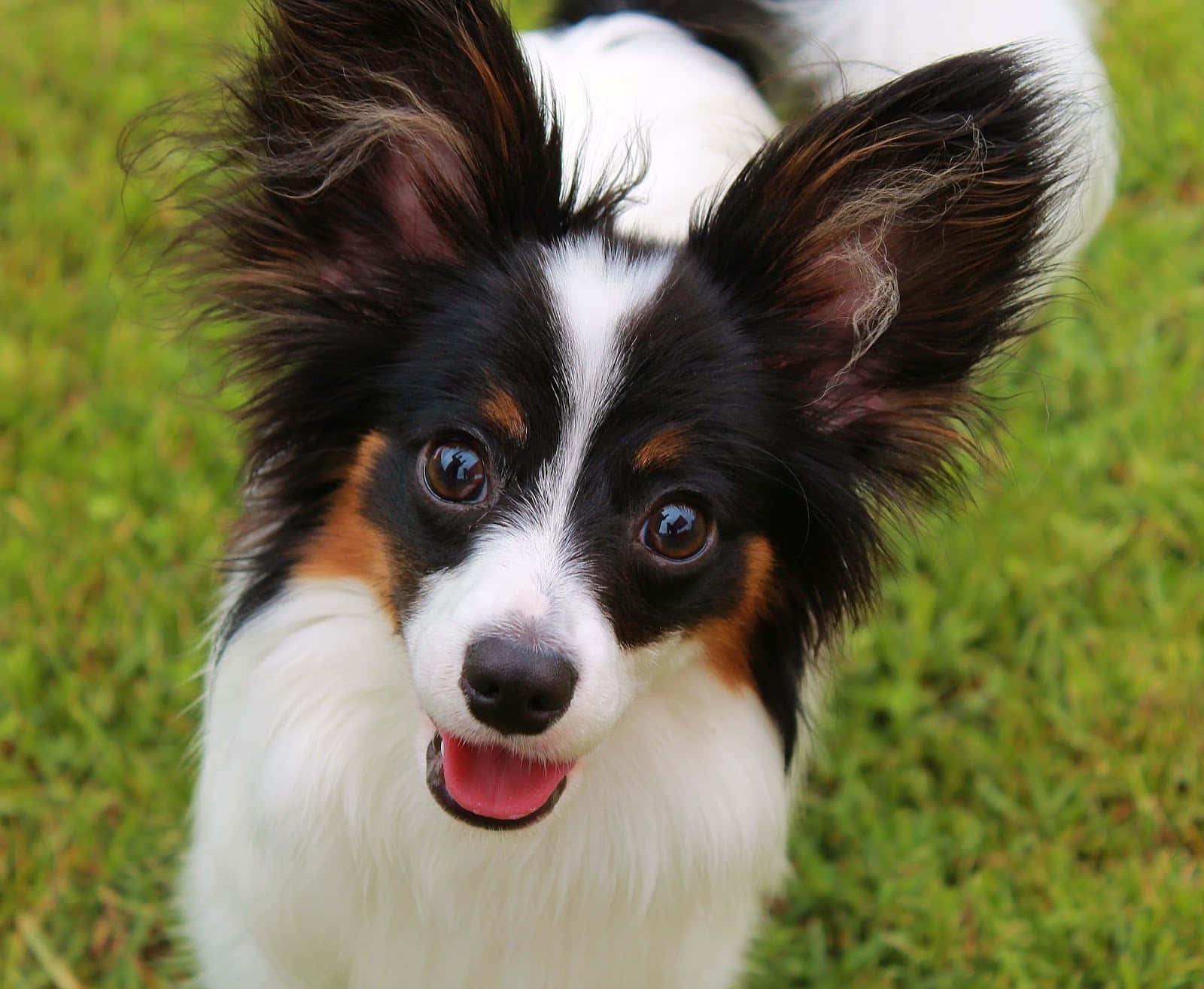 巴比龍犬吐舌特寫照片 壁紙 — 一隻快樂的蝴蝶犬，有大耳朵和明亮的眼睛，在草地上開心地向上望。