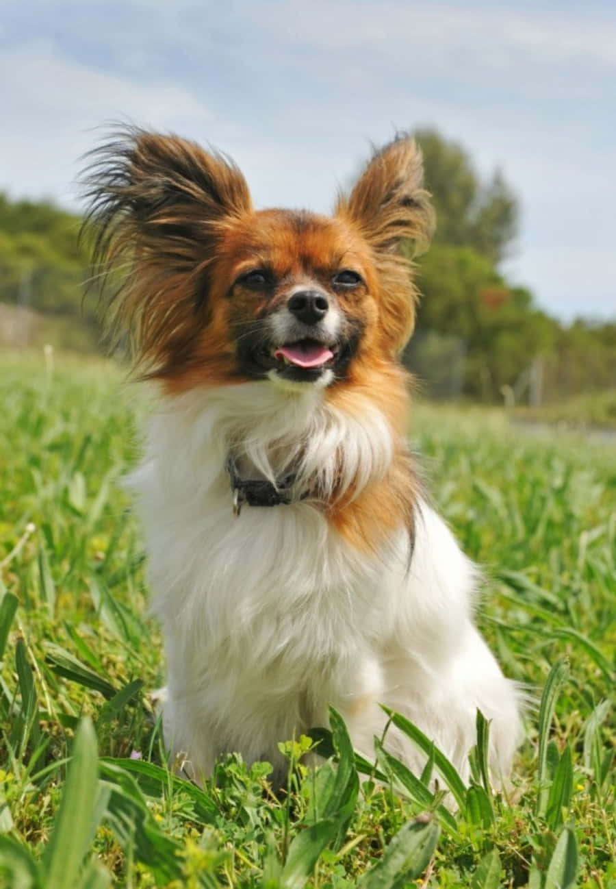 巴比龍犬站在草地上照片 壁紙 — 一隻快樂的蝴蝶犬，有著蓬鬆的耳朵，在明亮的藍天下愉快地坐在充滿活力的綠草中。