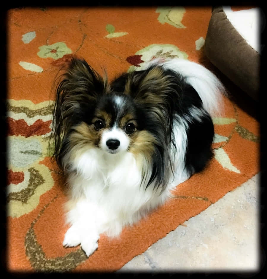 巴比龍犬臥於橙色地毯圖片 壁紙 — 一隻毛茸茸的黑白棕蝴蝶犬專注地坐在室內的橙色花卉地毯上。