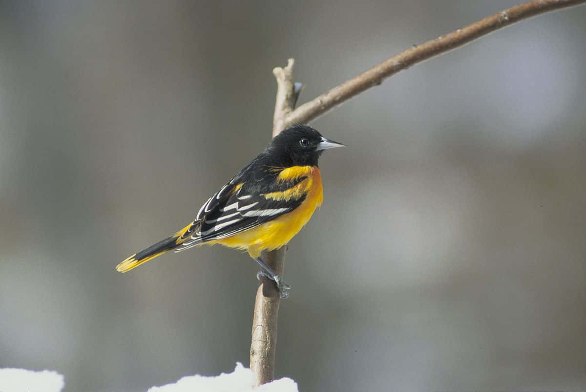 冬天裡，一隻明亮的黃黑鳥兒棲息在積雪的樹枝上。