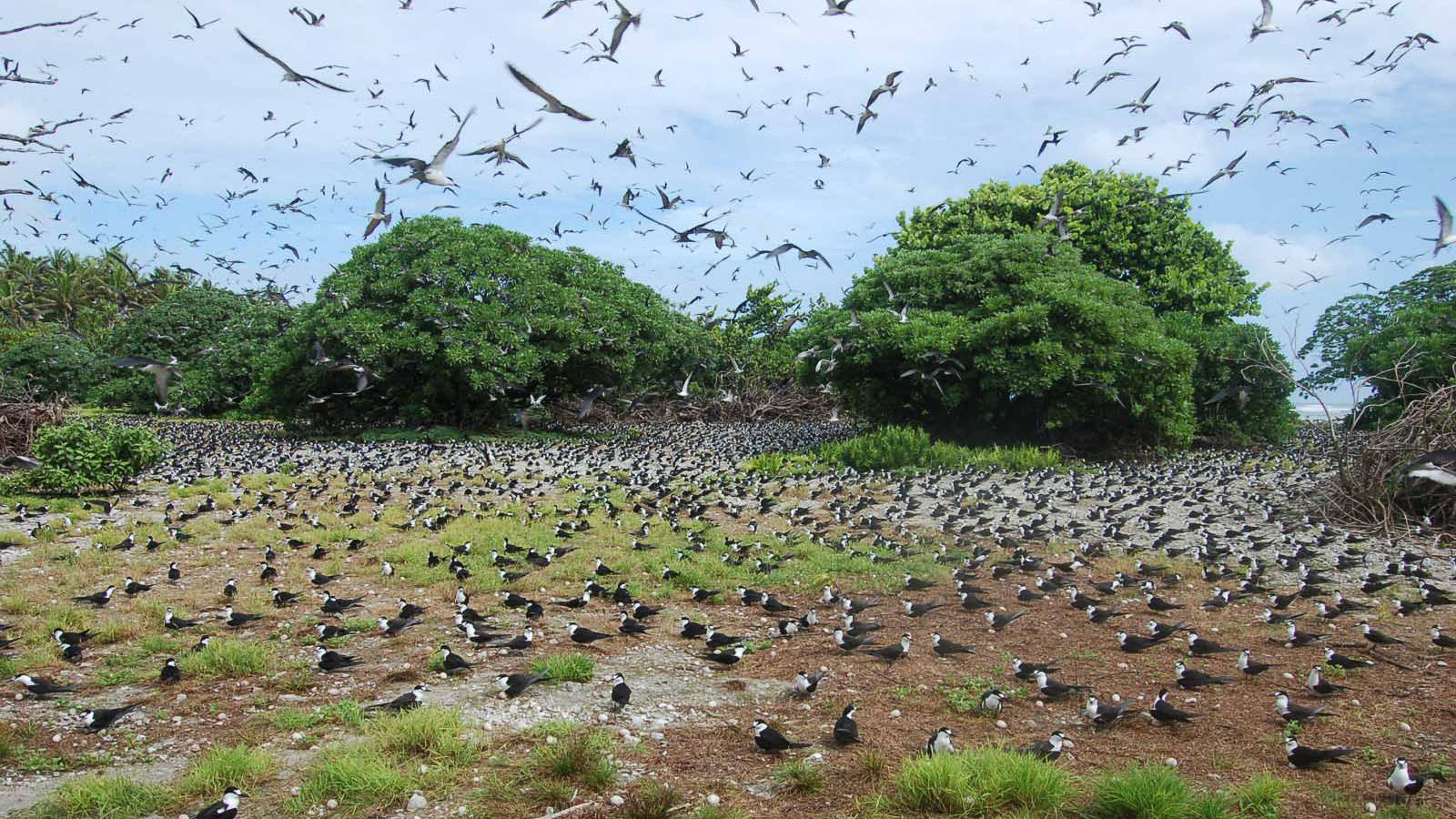 巴爾米拉環礁的烏黑鳥群 壁紙 — 成千上萬隻燕鷗在晴朗藍天下，於點綴著樹木的草地上空成群飛舞。