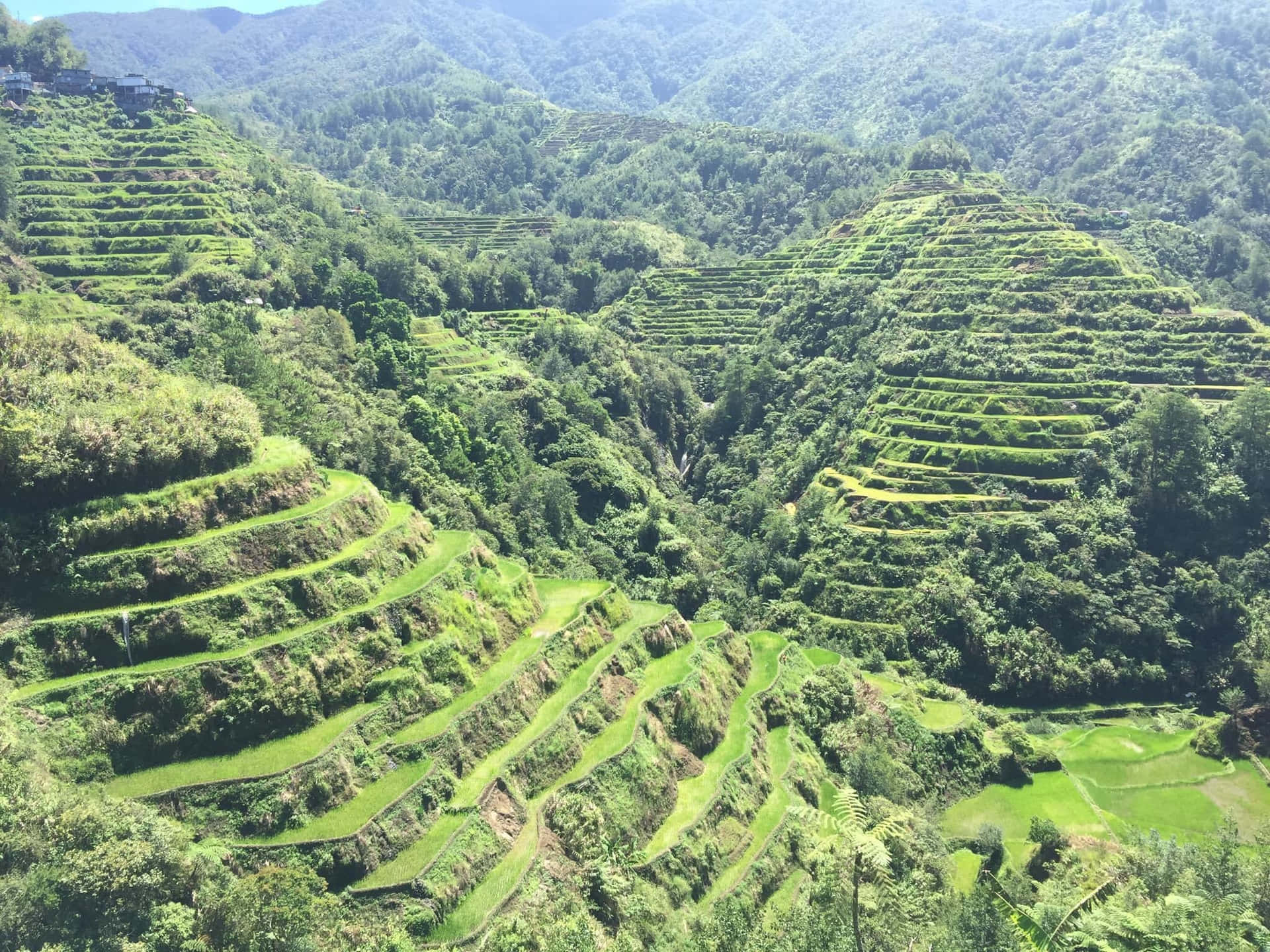 水稻梯田蜿蜒而下，穿過翠綠的山巒，在明亮的日光下。