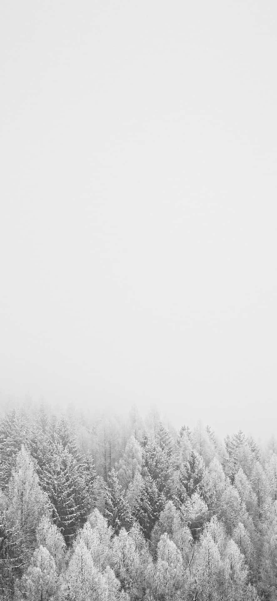 白雪覆蓋的常綠樹在寂靜的冬季森林中從霧中升起。