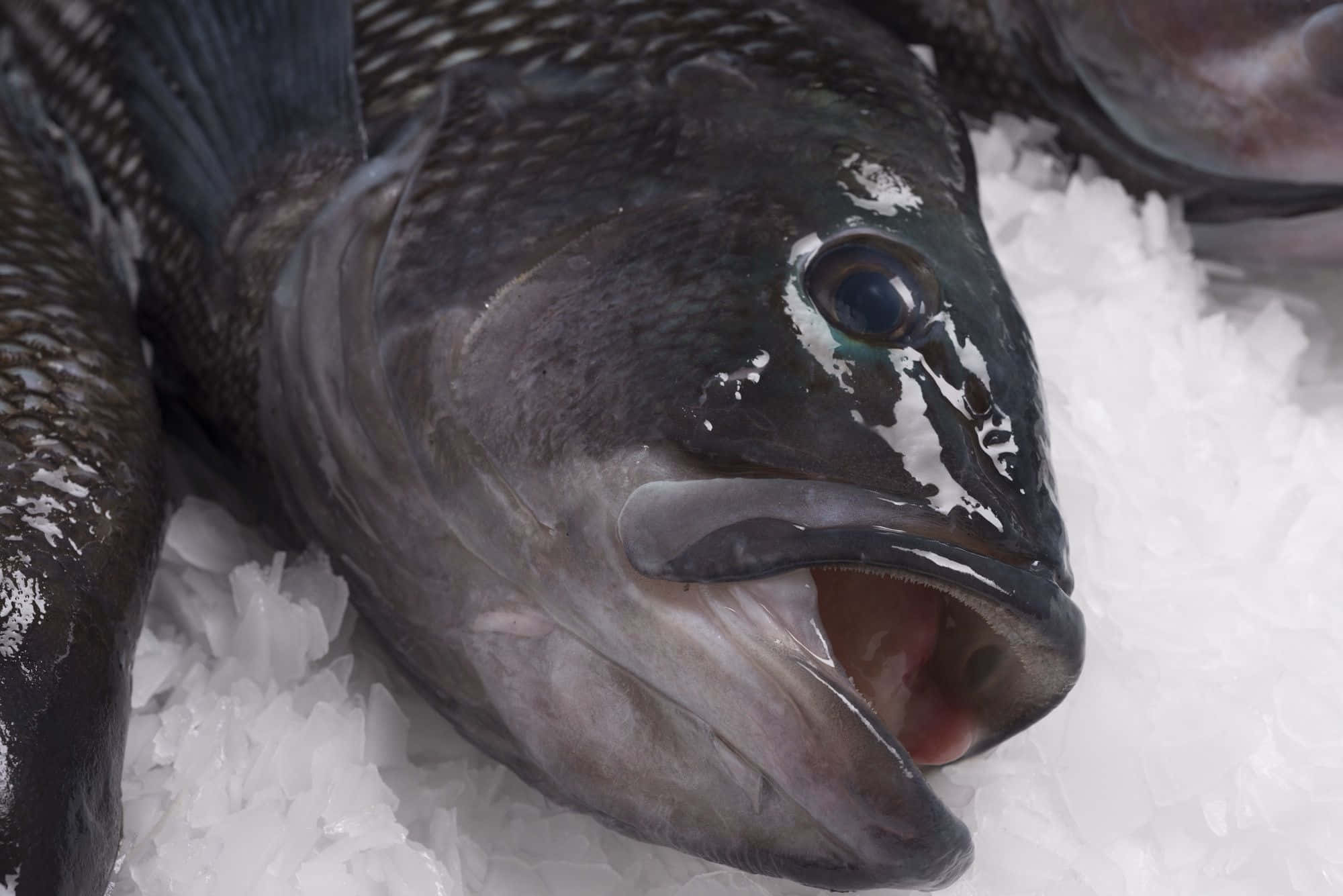 Black Sea Bass 桌布 壁紙 — 市場中一條深色鱗片的魚張開嘴巴躺在亮白色冰塊上的特寫。
