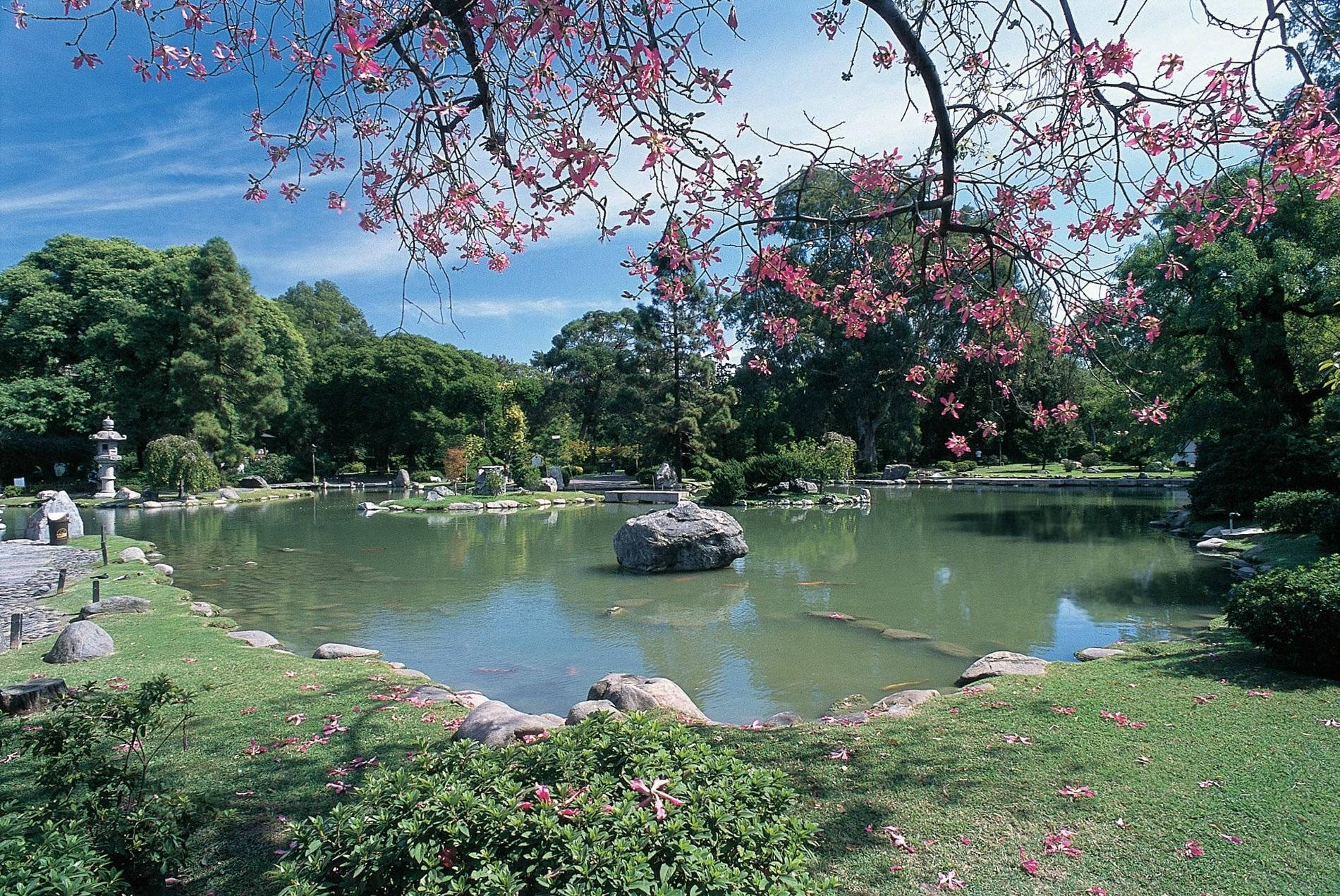 布宜諾斯艾利斯特雷德費布羅公園 壁紙 — 粉紅色的花朵垂掛在寧靜的池塘上，池塘周圍環繞著茂密的綠植和石燈籠，在清澈的藍天下。