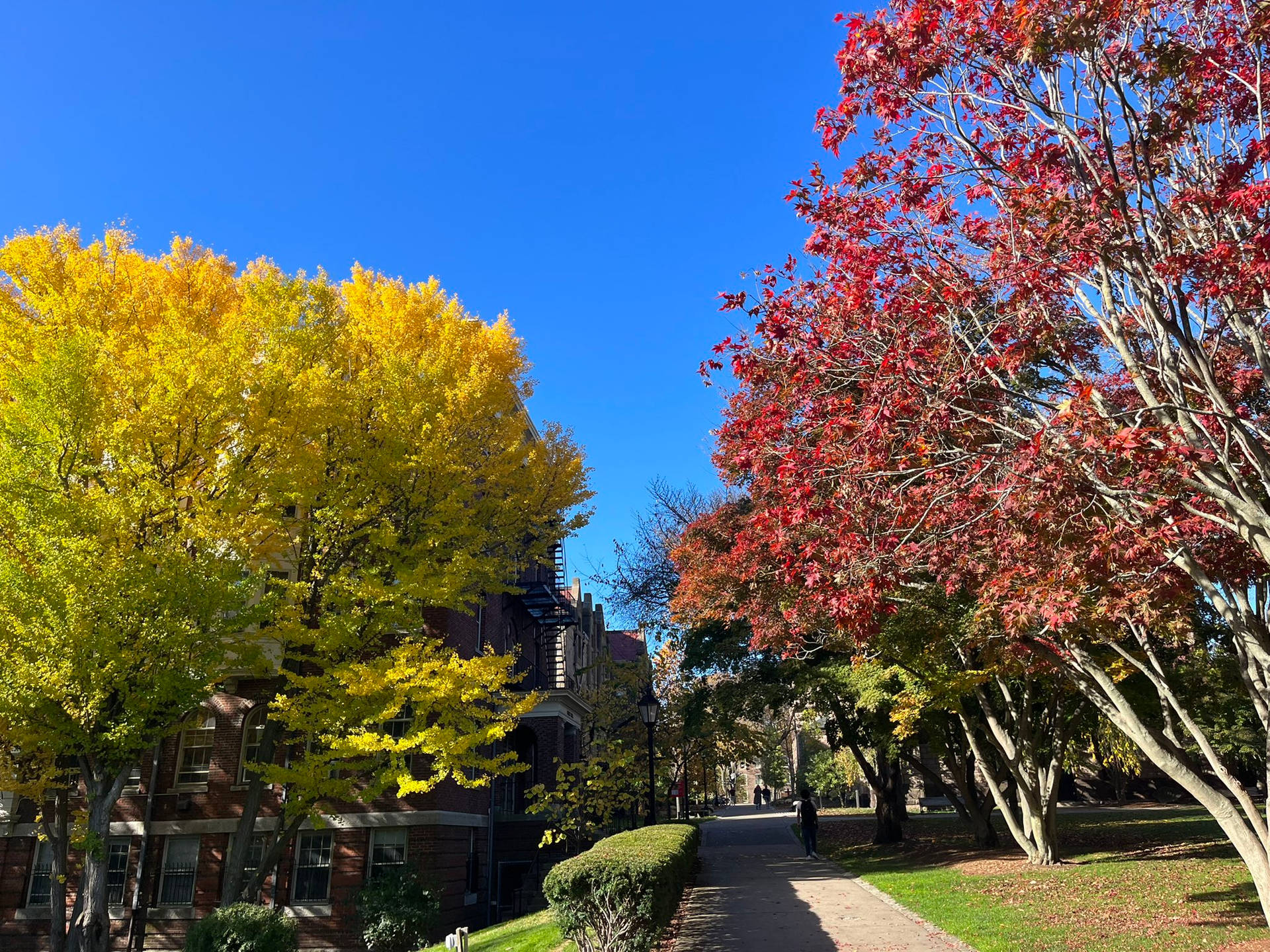 秋日校園步道，兩旁是紅色和黃色的樹木，在清澈的藍天下。