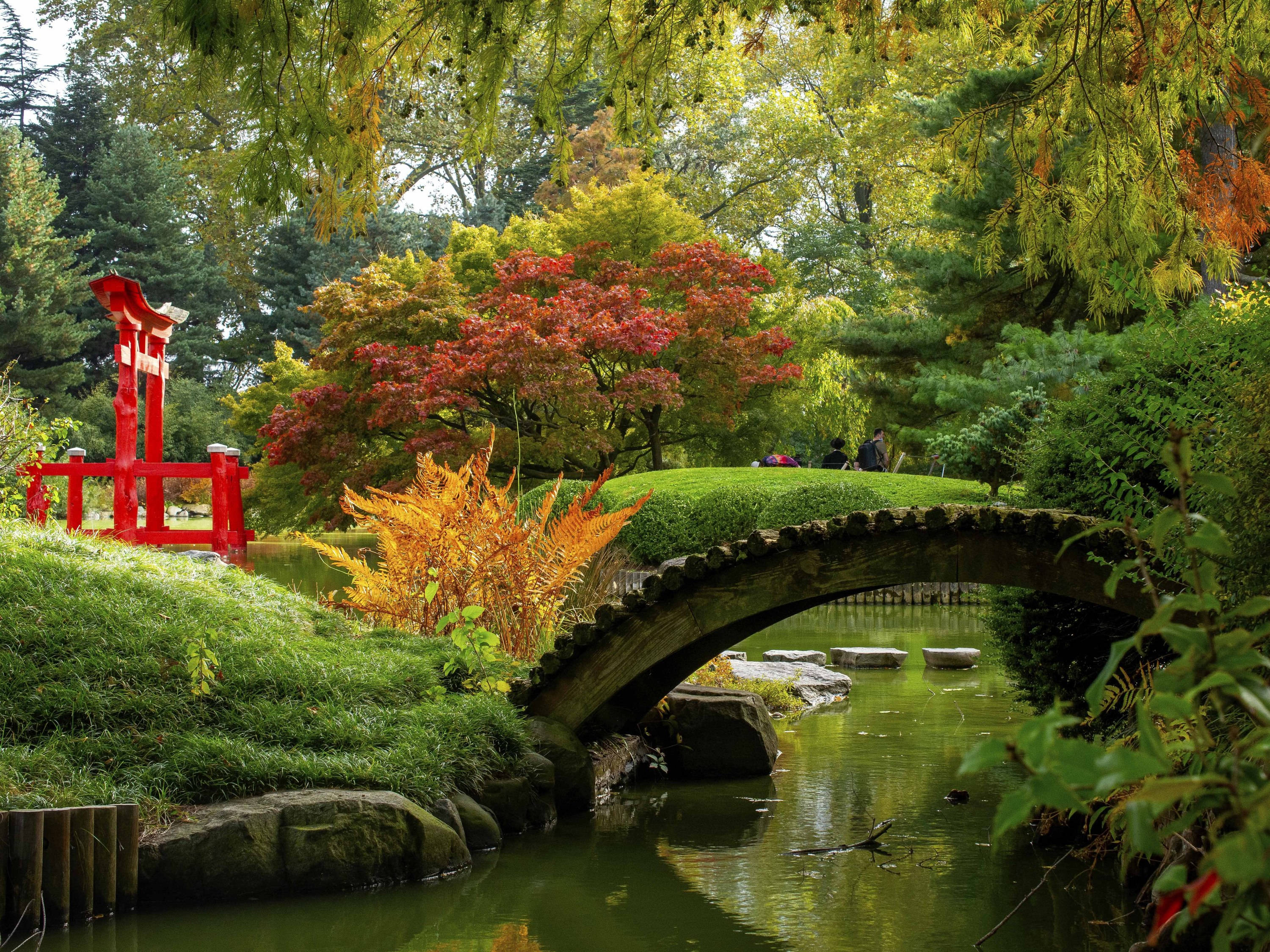 布魯克林植物園 壁紙 — 一座寧靜的日本花園橋樑拱起在平靜的池塘上，周圍環繞著秋葉和一座鮮紅色的鳥居。