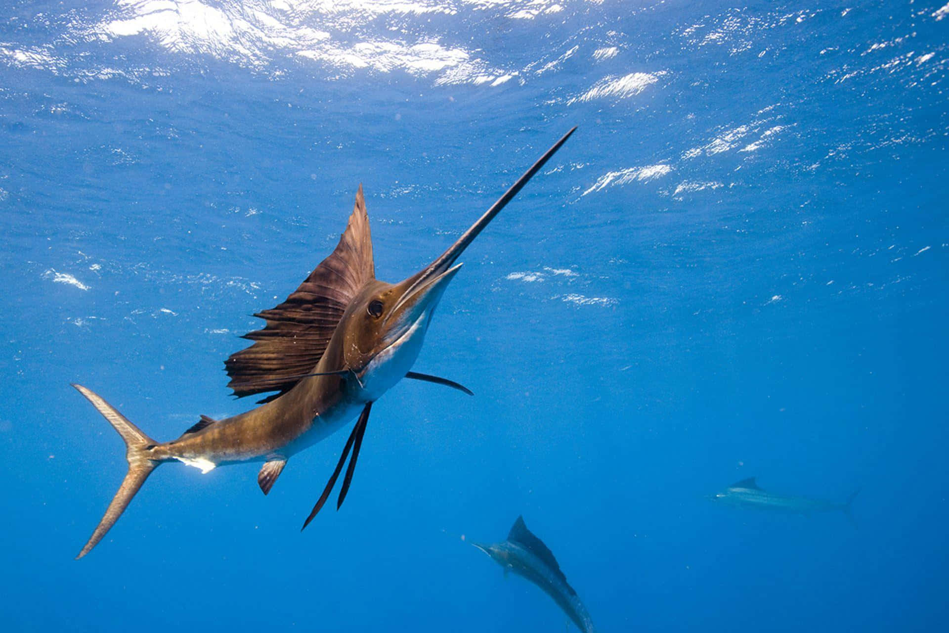 帆鰭魚自在其境 壁紙 — 一條旗魚喺清澈嘅藍色海水入面滑行，帆完全展開，長長嘅嘴指向前方。