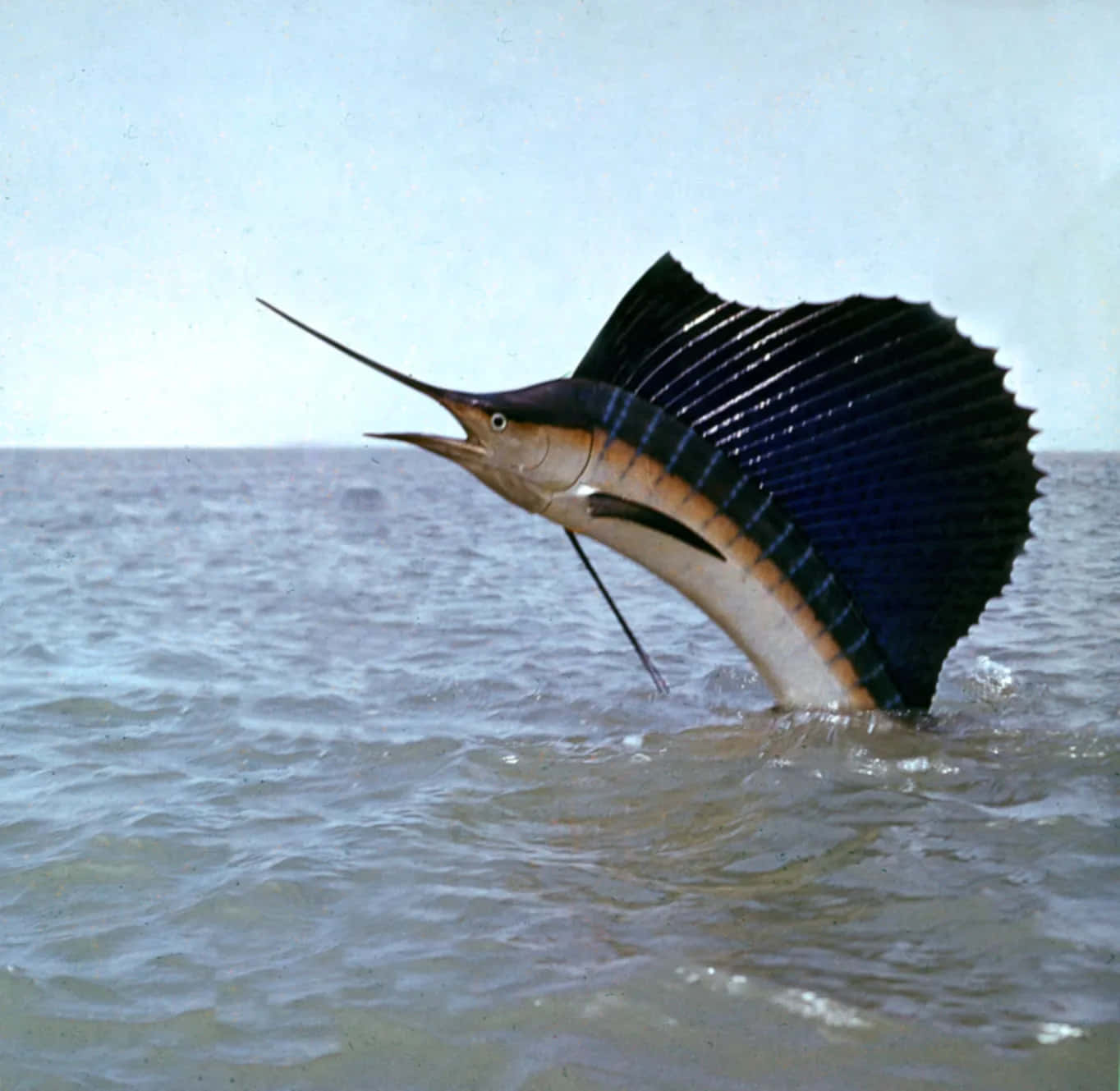 帆鰭魚躍出海水 壁紙 — 一條旗魚從海面戲劇性地躍起，魚鰭完全展開，映襯著蒼白的天空。