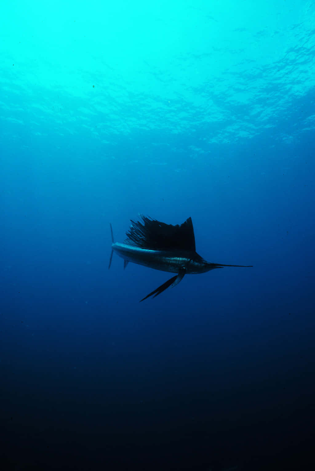 帆鰭魚躍浪捕食 壁紙 — 旗魚在陽光照耀的海面下優雅地滑過深藍色的海水。