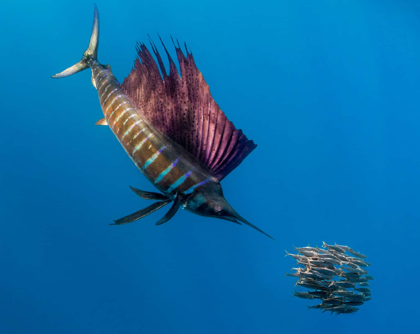 帆鰭魚躍過寧靜黃昏水面 壁紙 — 一條擁有鮮豔紫色帆的旗魚，在清澈的藍色海水中滑行，靠近一群小銀魚。