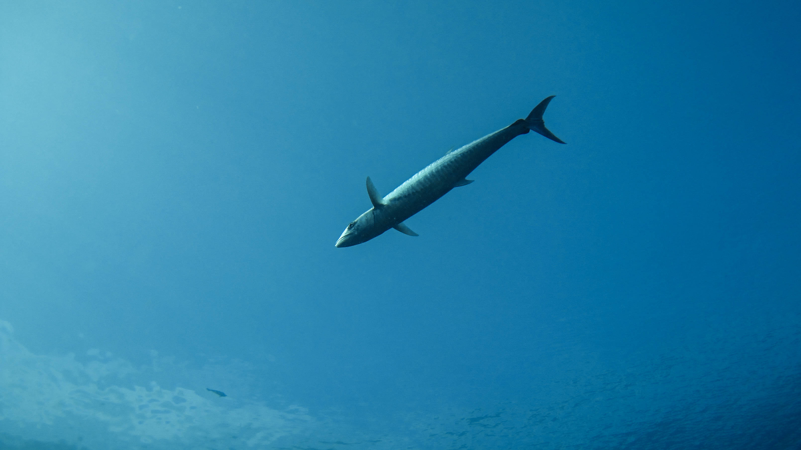 帕勞鰤魚 壁紙 — 一條光滑的鬼頭刀在清澈的藍色海水中滑行，陽光從上方過濾而下。
