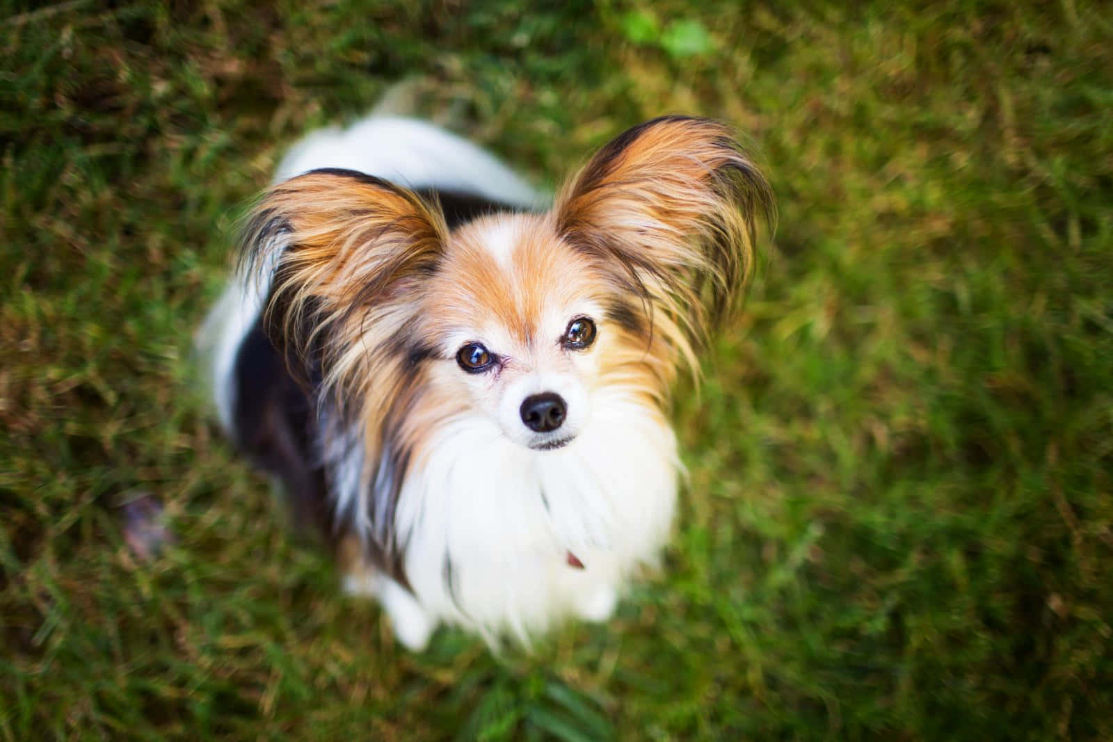 帕皮龍犬仰頭望 壁紙 — 一隻擁有蓬鬆大耳朵的蝴蝶犬在柔和自然光下從草地上仰望。