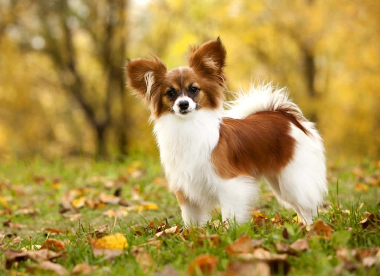帕皮龍犬在公園中 壁紙 — 一隻毛色棕白相間的蝴蝶犬警覺地站在散落著秋葉的草地上。