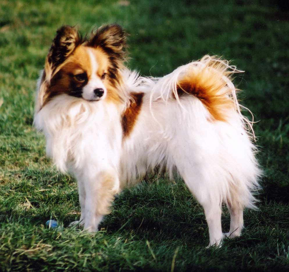 帕皮龍犬站在草地上 壁紙 — 一隻毛茸茸嘅白色同啡色毛嘅蝴蝶犬，喺明亮日光下企喺鮮綠色草地上警覺咁企喺度。