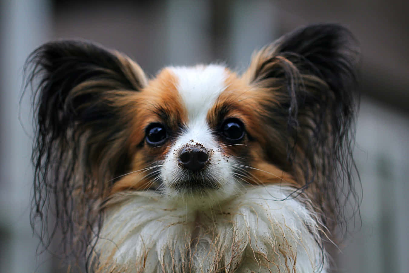 帕皮龍犬近照 壁紙 — 一隻毛茸茸嘅蝴蝶犬，有大黑眼同長耳，近距離直視鏡頭。