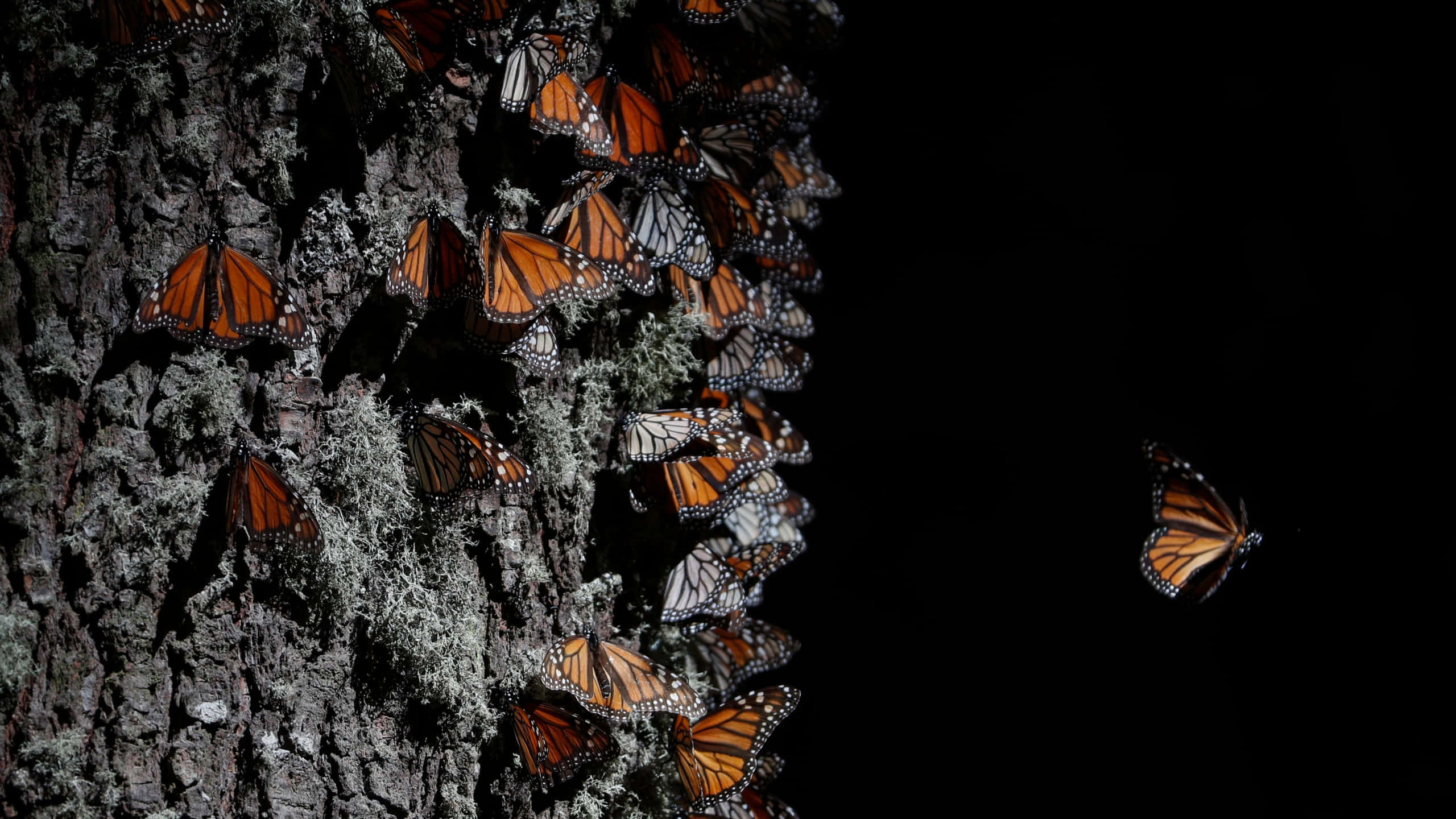 Butterfly Migration 桌布 壁紙 — 帝王斑蝶聚集在長滿苔蘚的樹幹上，背景為黑色，其中一隻正在飛走。
