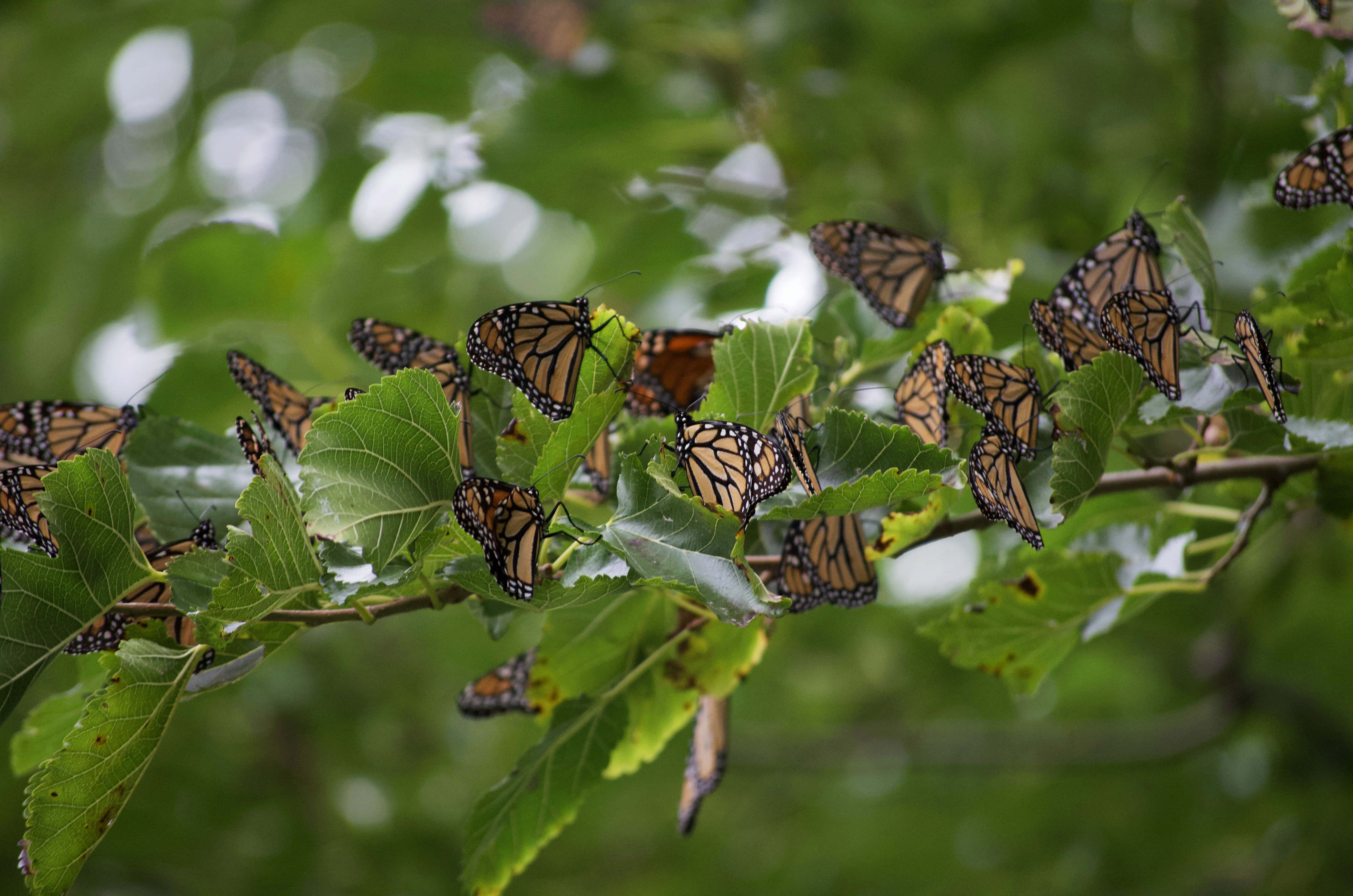 Butterfly Migration 桌布 壁紙 — 帝王斑蝶聚集在陽光普照的森林場景中鮮綠的葉子上。