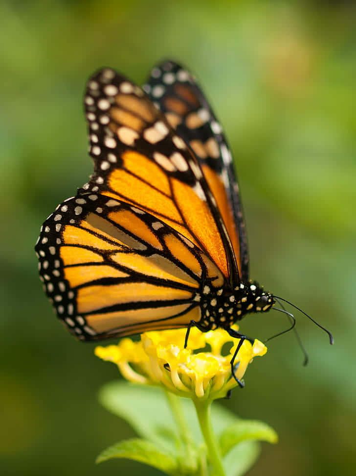 帝王蝶在花園中的黃色花朵上休息。