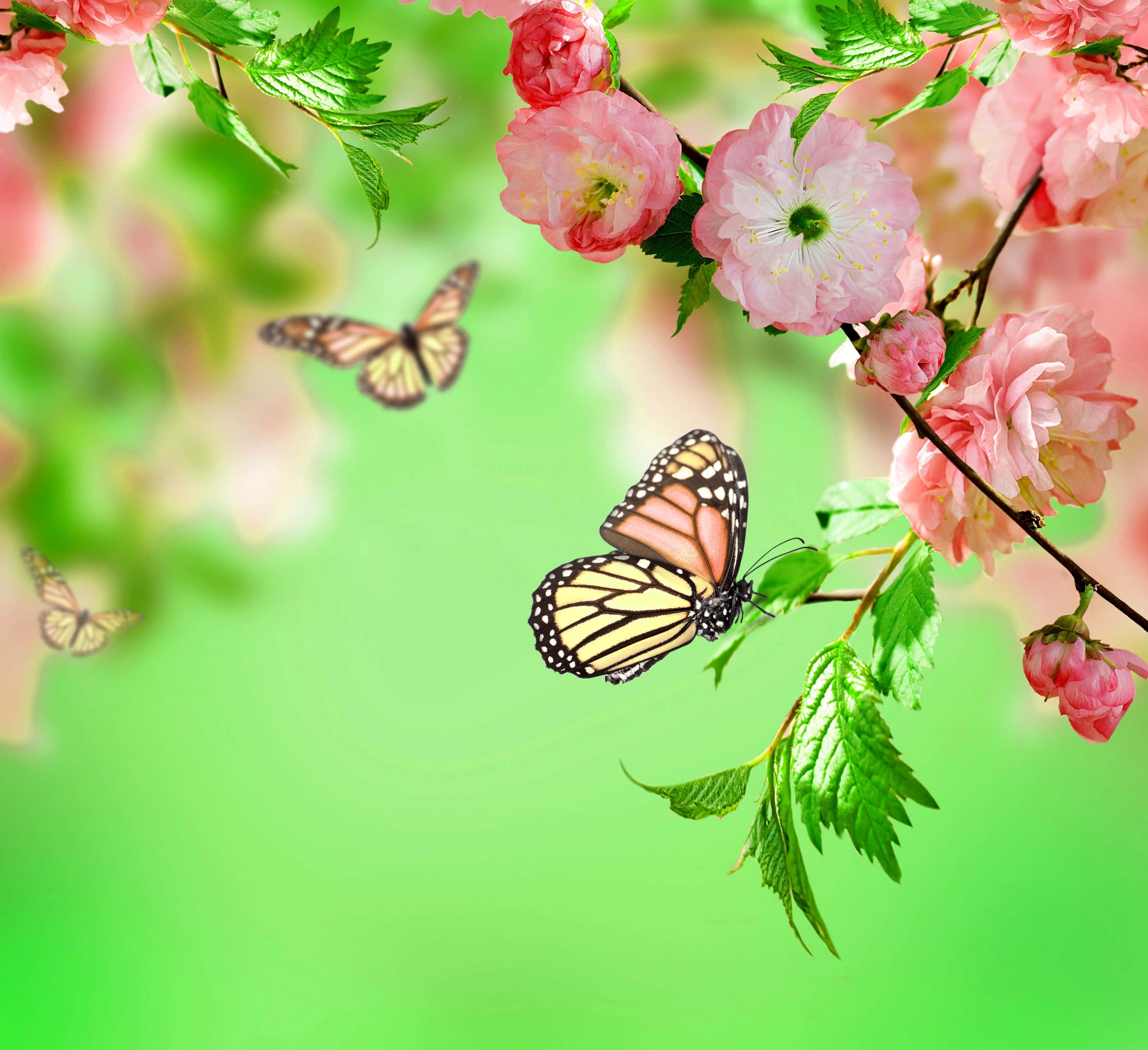 Spring Butterflies 桌布 壁紙 — 帝王蝶在粉紅櫻花和綠葉附近翩翩起舞，背景是柔和模糊的綠色。