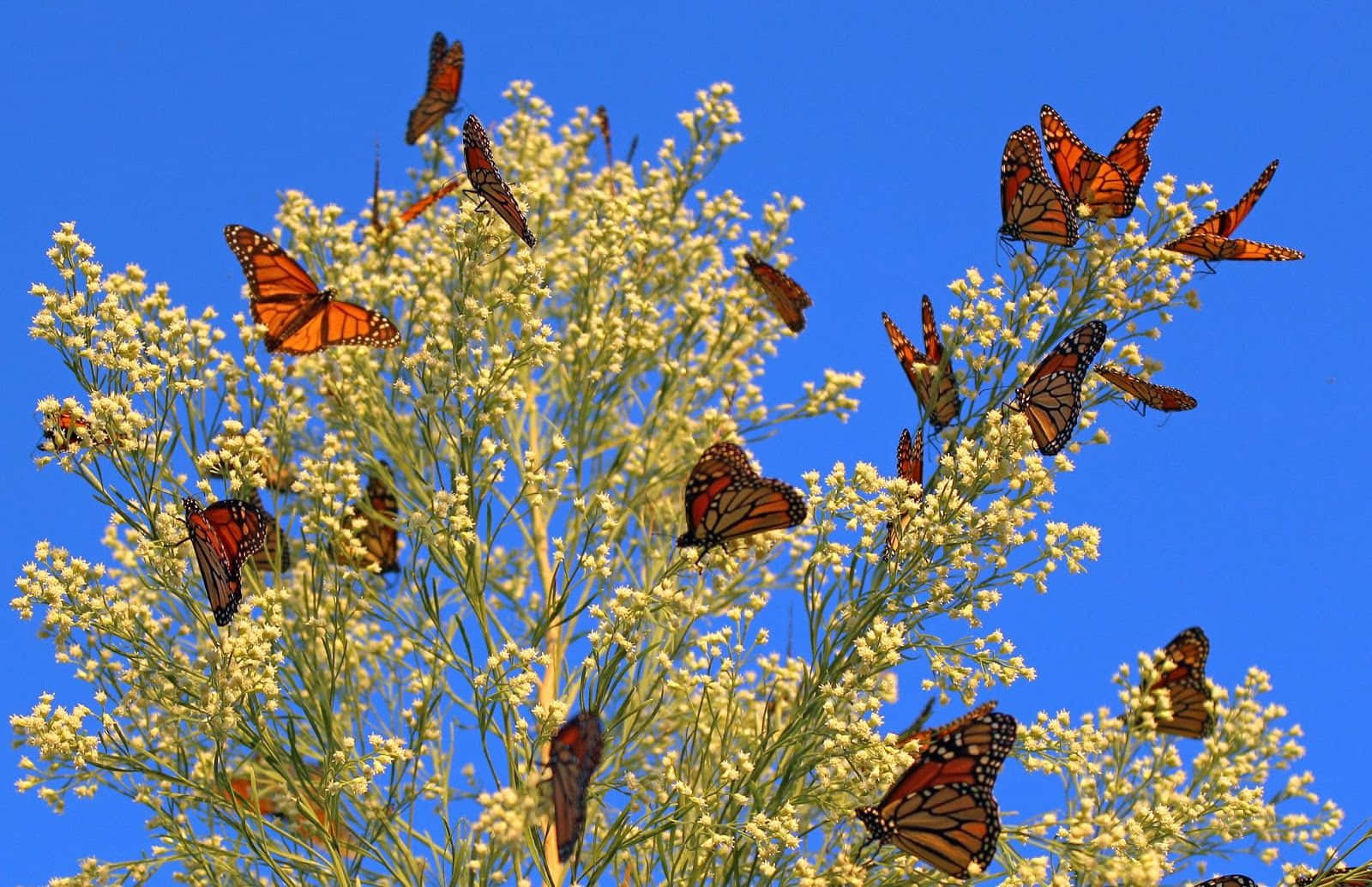 帝王蝶是遍佈世界、色彩繽紛的美麗生物 壁紙 — 橙色翅膀的 monarch 蝴蝶聚集在淡黃色花朵上，背景是鮮豔的藍天。