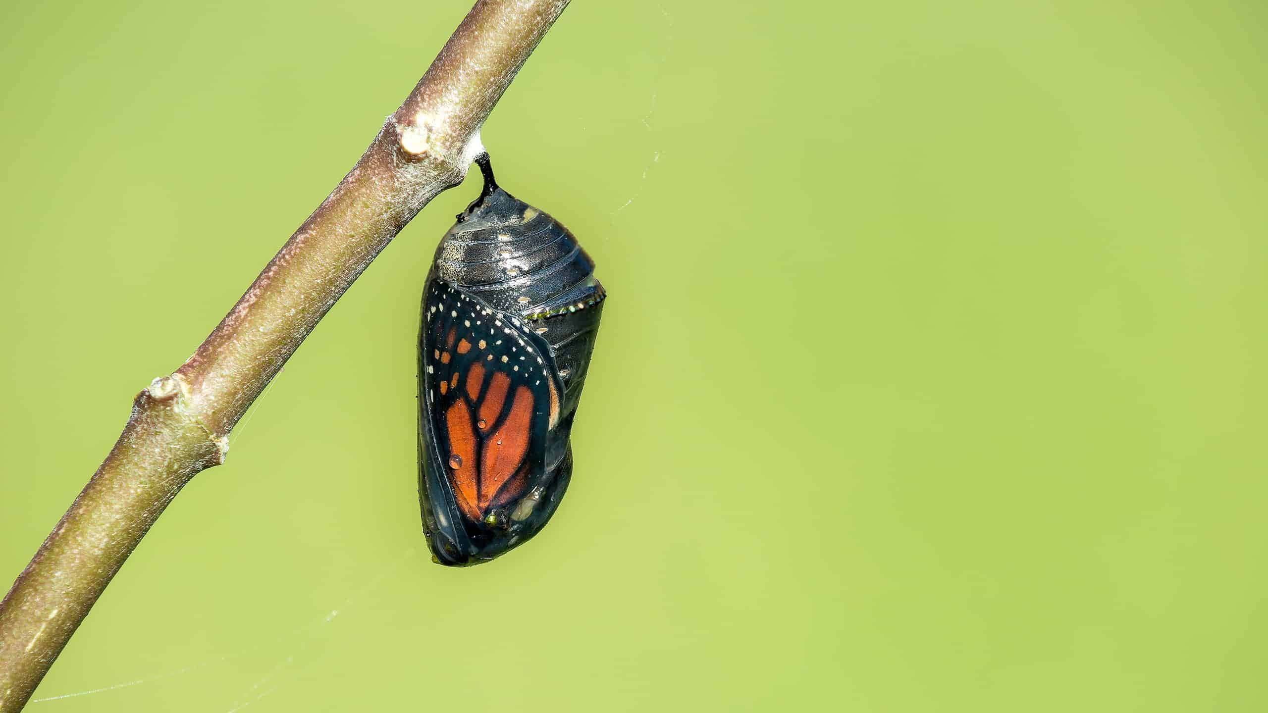 Butterfly Metamorphosis 桌布 壁紙 — 帝王蝶的蛹掛在樹枝上，以柔和的綠色背景襯托，透過半透明的外殼顯露出橙色的翅膀。