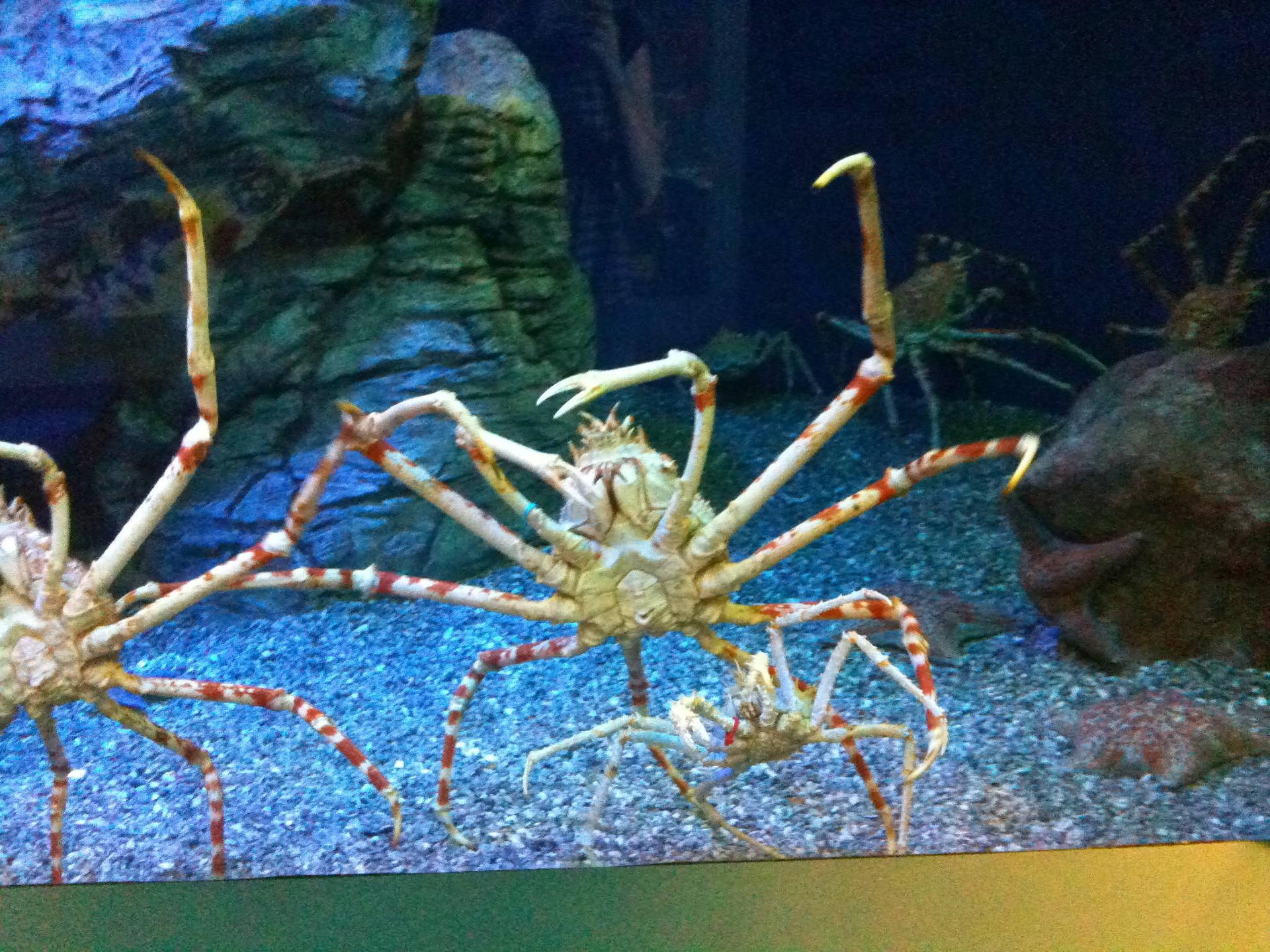 長腿帝王蟹在水族箱的礫石上爬行。