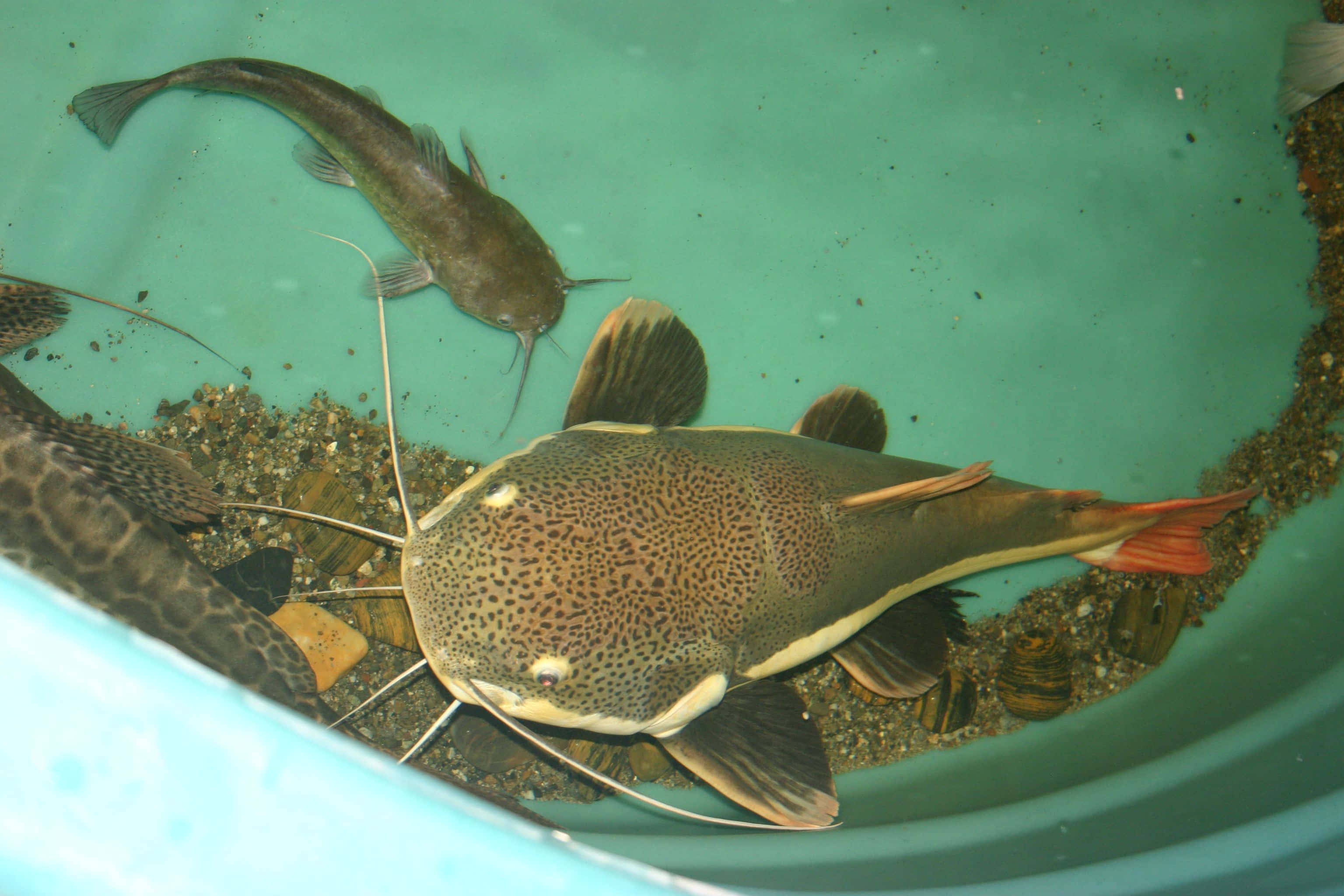 帥氣逼人的鯰魚 壁紙 — 一條有長鬍鬚的斑點鯰魚在綠色魚缸中與礫石和其他魚一起游泳的特寫。