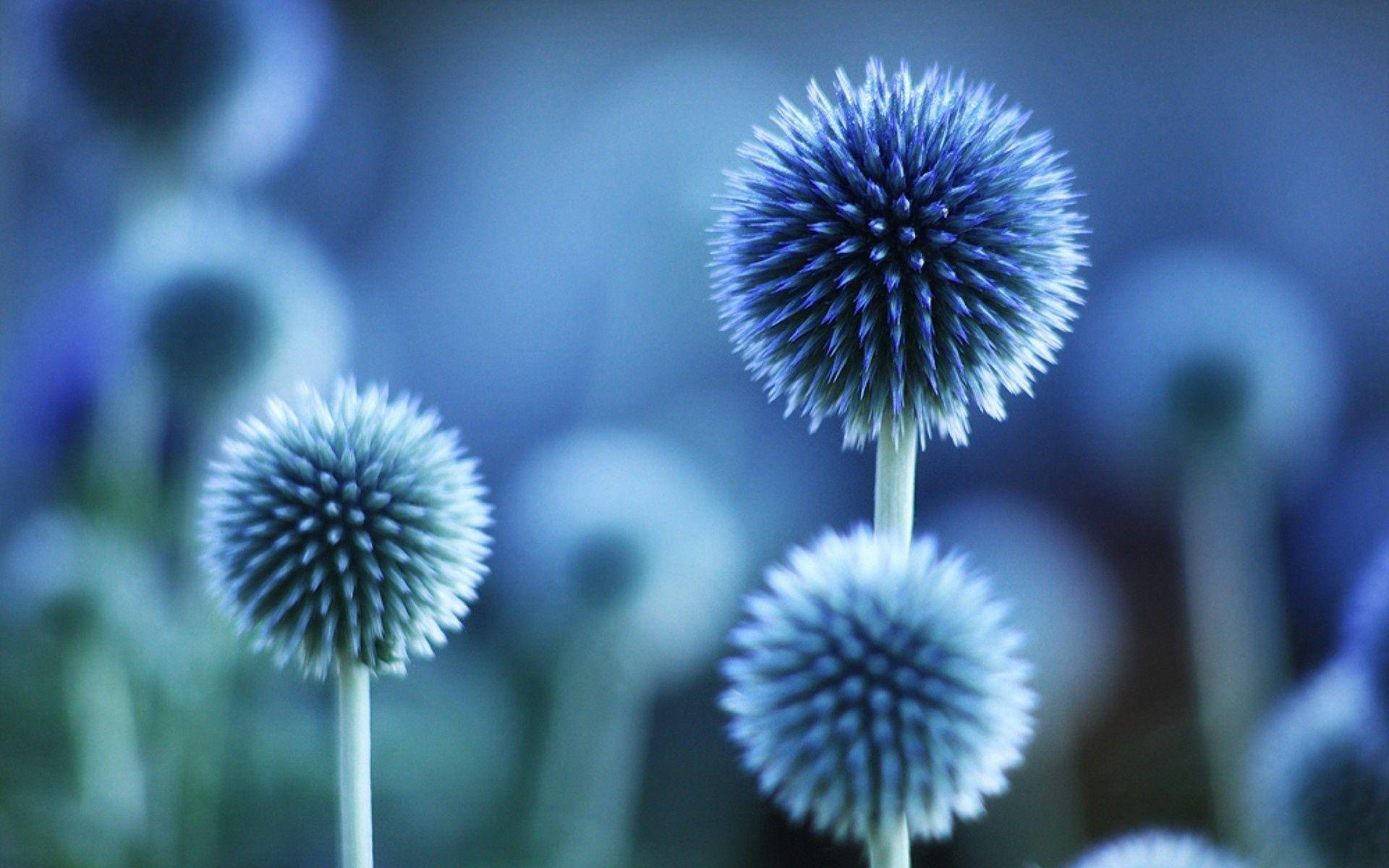 Blue Flower 桌布 壁紙 — 帶刺的藍色薊花特寫，在模糊的冷色調背景下柔和發光。