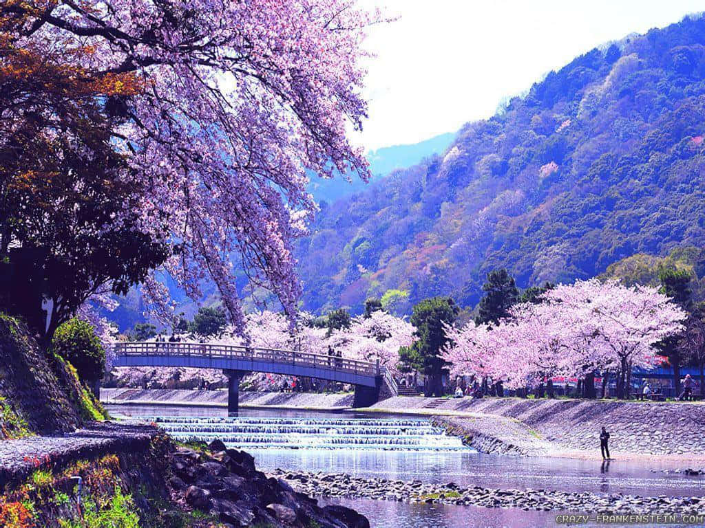 櫻花樹沿著河流排列，背景有木橋和山脈。