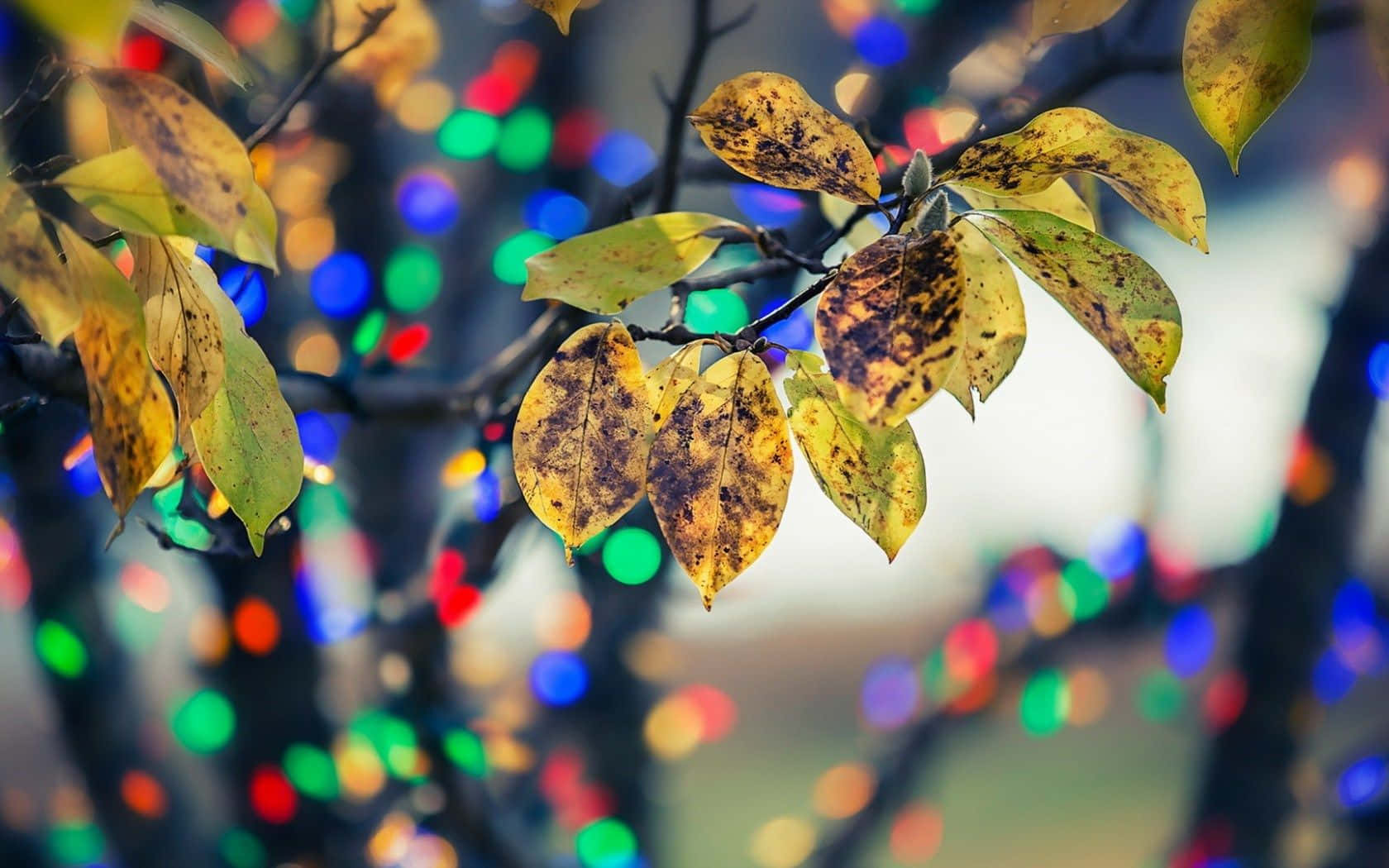 Best Autumn 桌布 壁紙 — 帶有棕色斑點的秋葉從樹枝上垂下，背景是色彩繽紛的節日燈光形成的鮮豔散景。