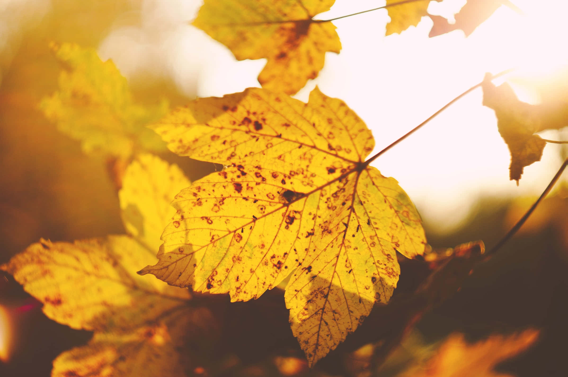 Autumnal Equinox 桌布 壁紙 — 帶有棕色斑點的金色楓葉在柔和模糊的背景上溫暖地發光，陽光透過樹葉照射進來。