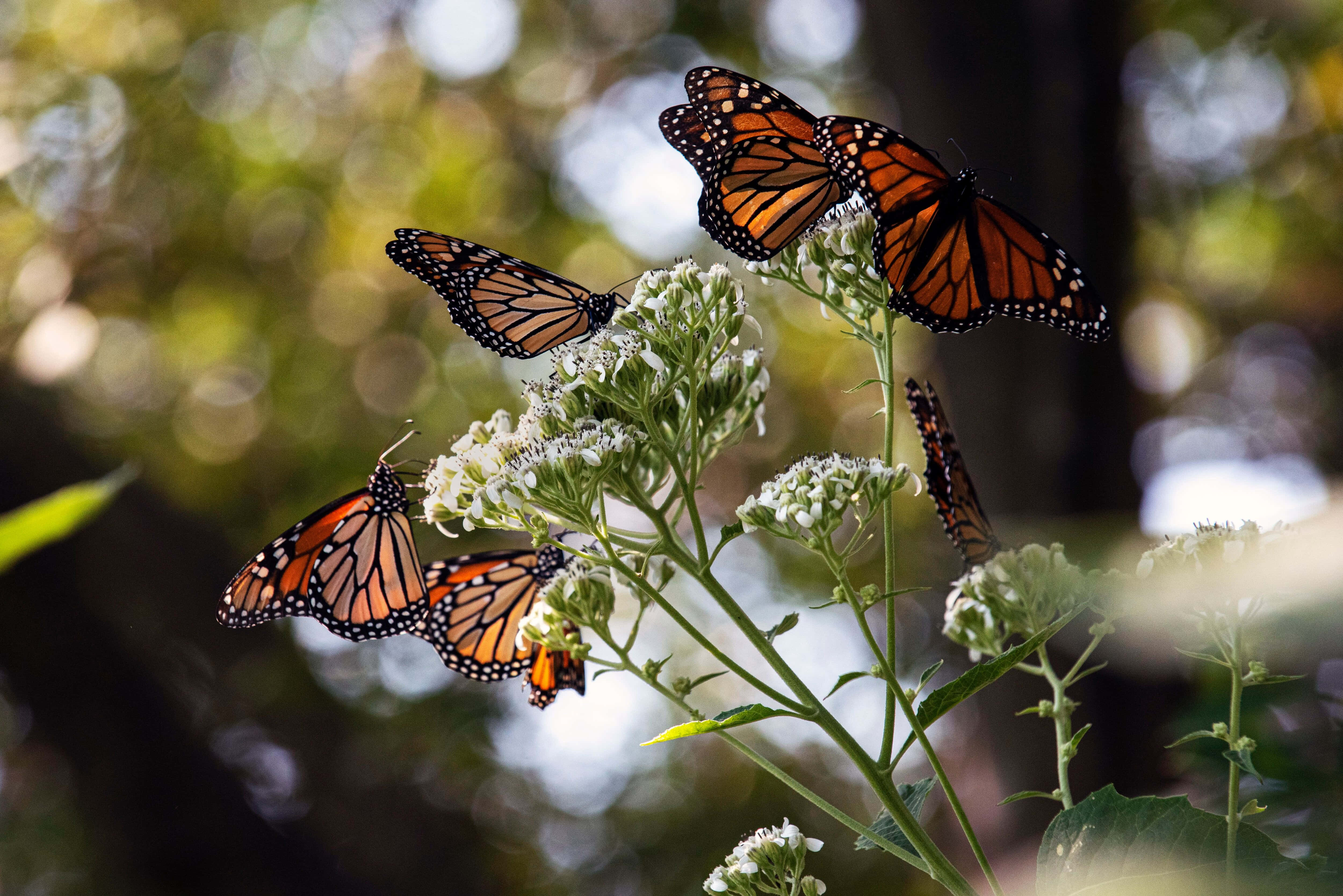 Butterfly Migration 桌布 壁紙 — 帶有橙色和黑色翅膀的 monarch 蝴蝶，在柔和的模糊綠色森林背景下，優雅地棲息在白色花朵上。