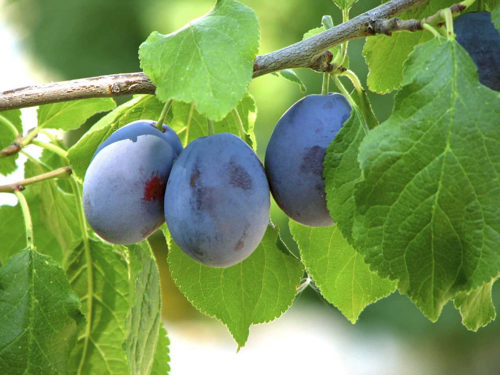 帶有灰白果粉的 Damson 梅子三重奏 壁紙 — 三顆成熟的紫色李子掛在樹枝上，周圍是鮮綠色的葉子，在明亮的陽光下。
