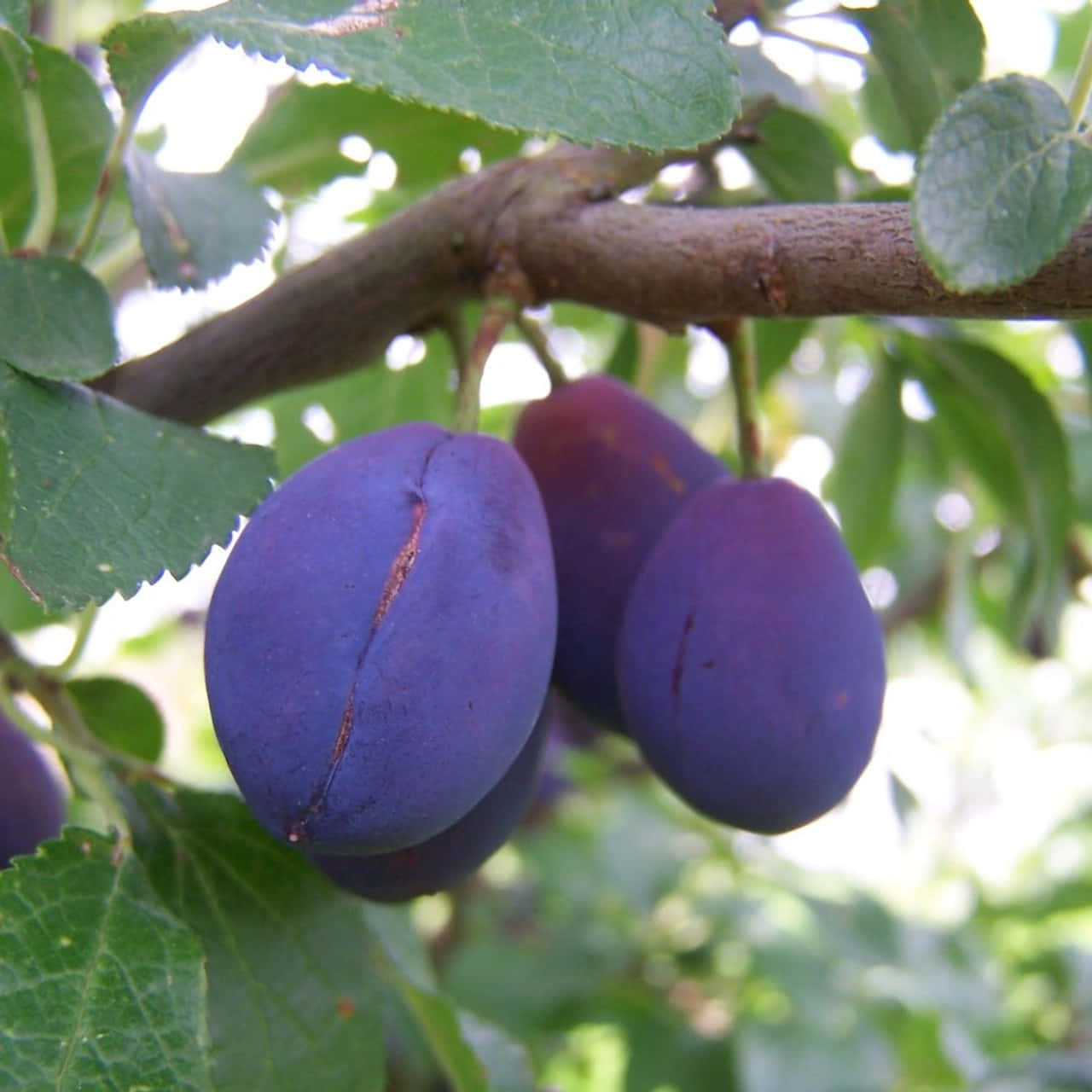 帶有獨特棕色裂紋的光澤 Damson 梅子 壁紙 — 成熟的紫色李子掛在樹枝上，周圍是茂密的綠葉，在明亮的陽光下。